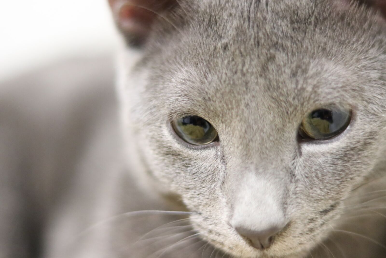 Canon EOS 80D sample photo. Cat, russian blue, kitty photography