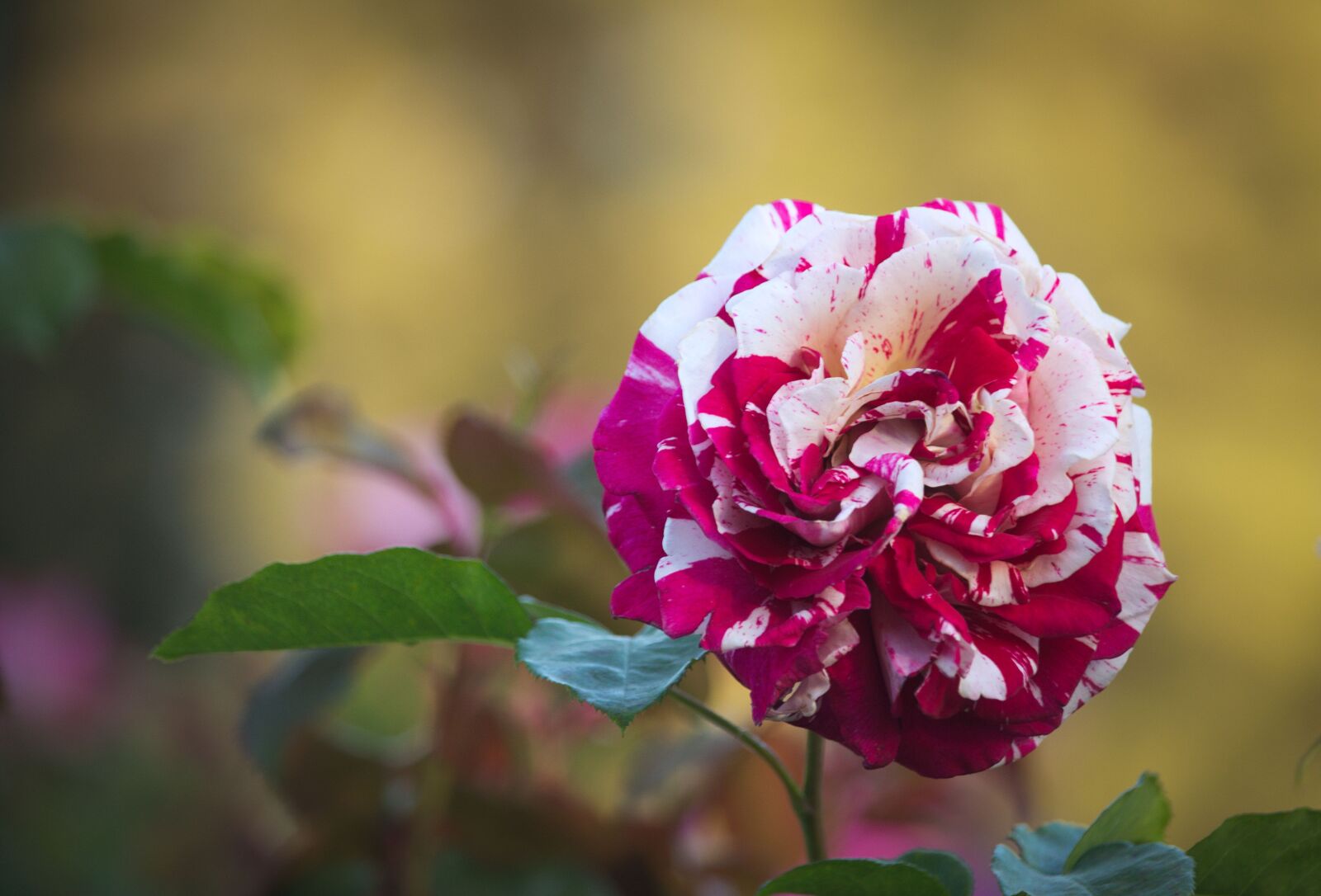 Nikon D5100 sample photo. Colors, variety, rose photography