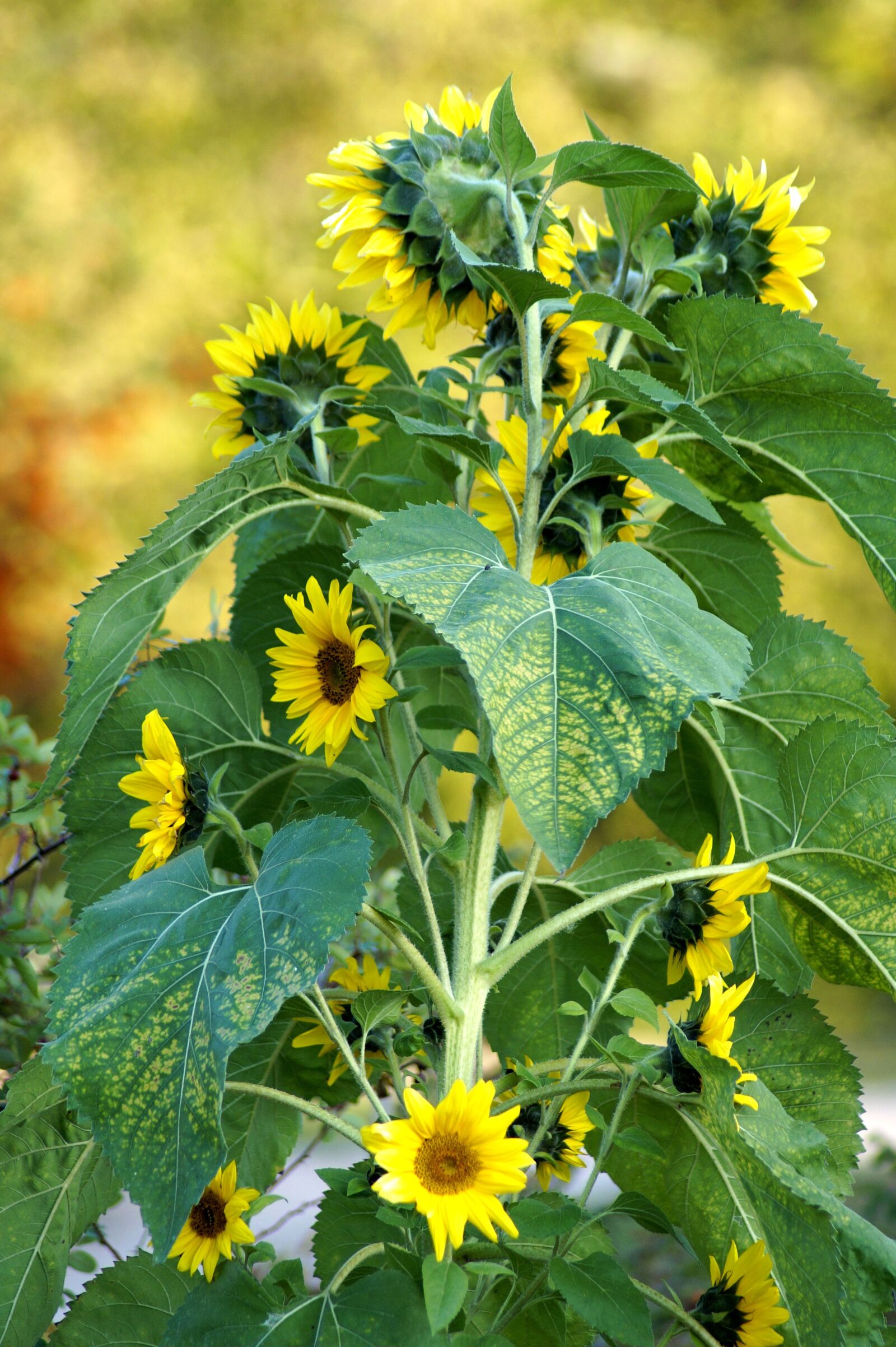 Sony SLT-A58 sample photo. Sunflower, flowers, yellow photography