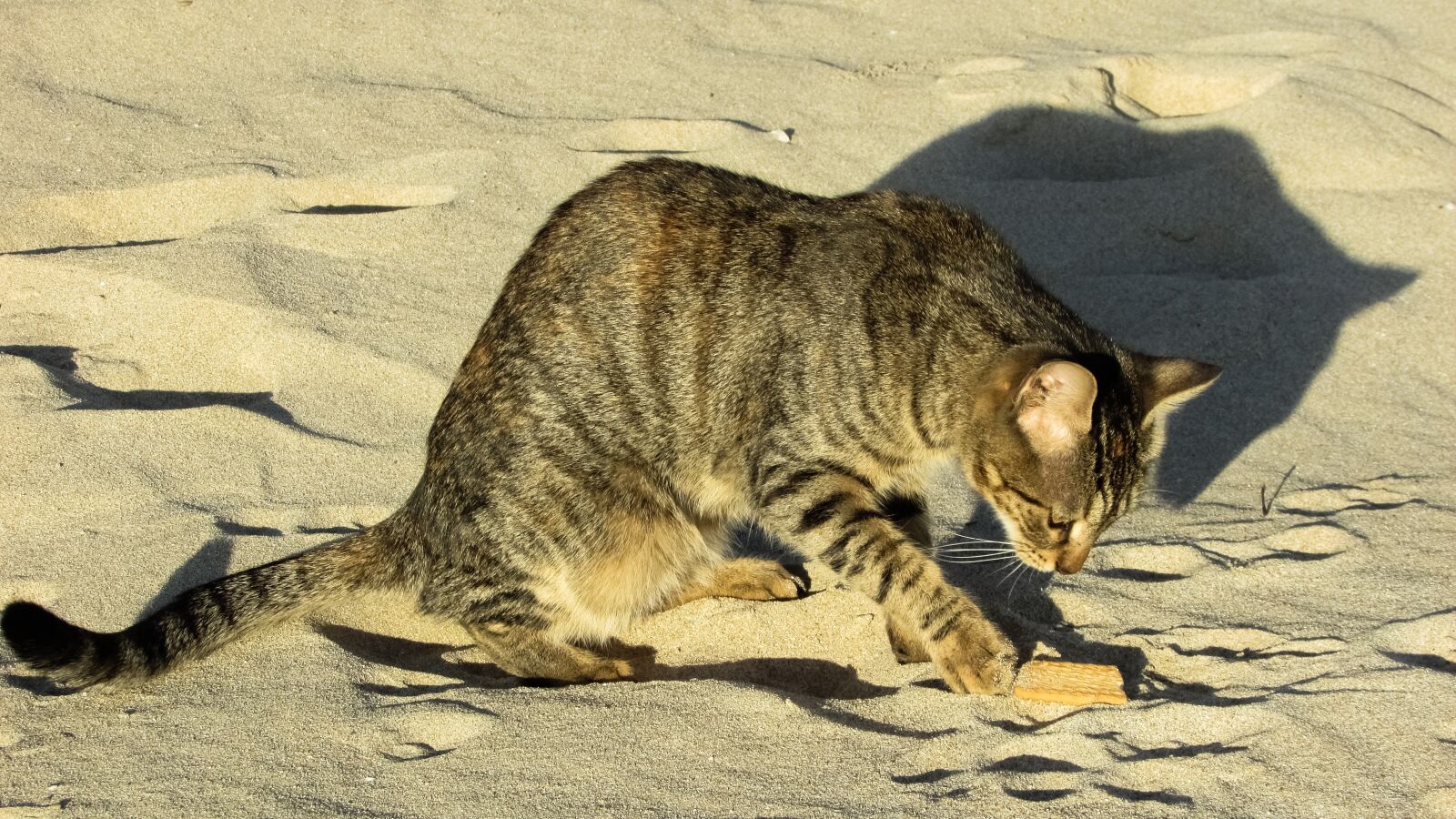 Canon PowerShot SX400 IS sample photo. Cat, stray, beach photography
