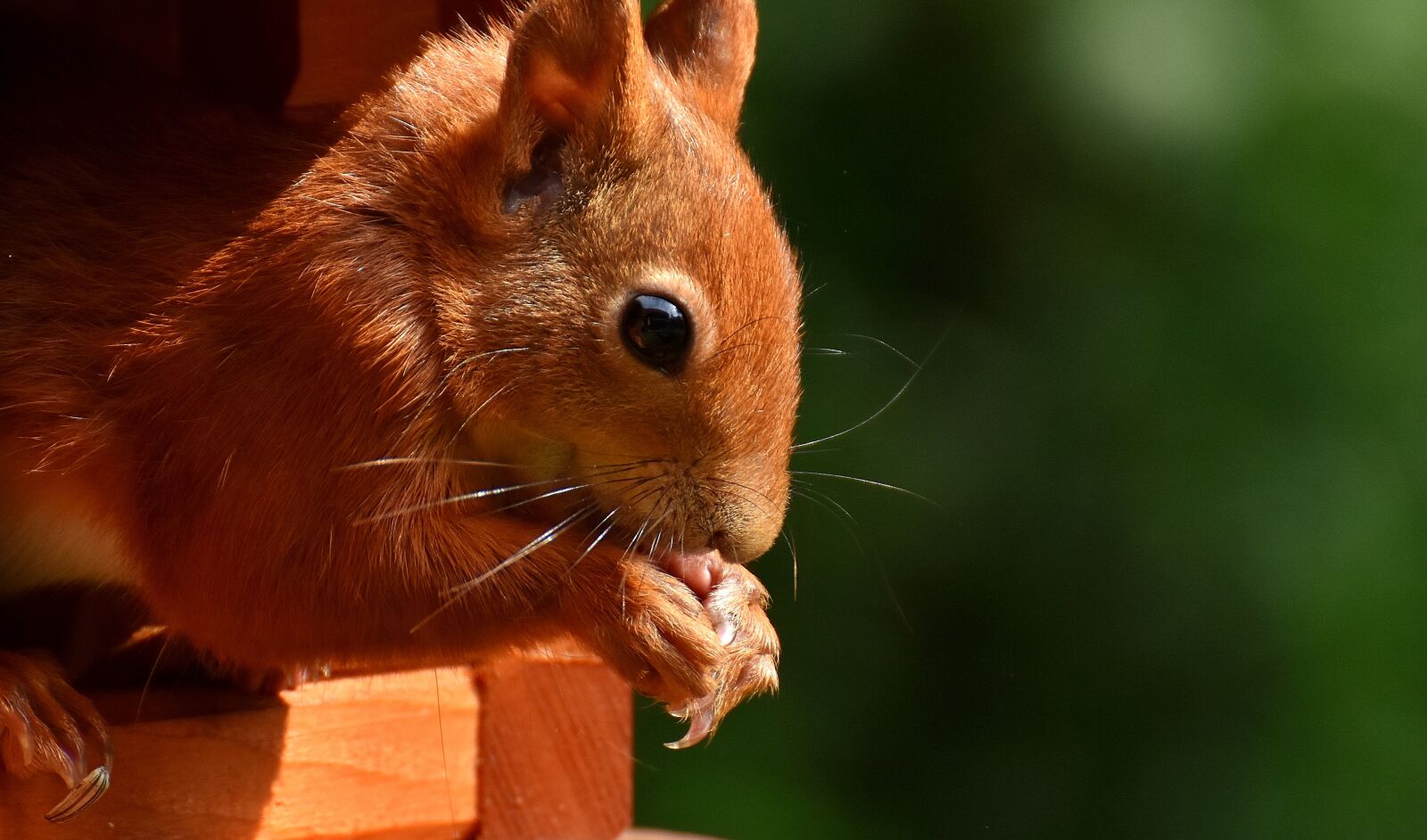 Nikon D7200 sample photo. Squirrel, nager, garden photography