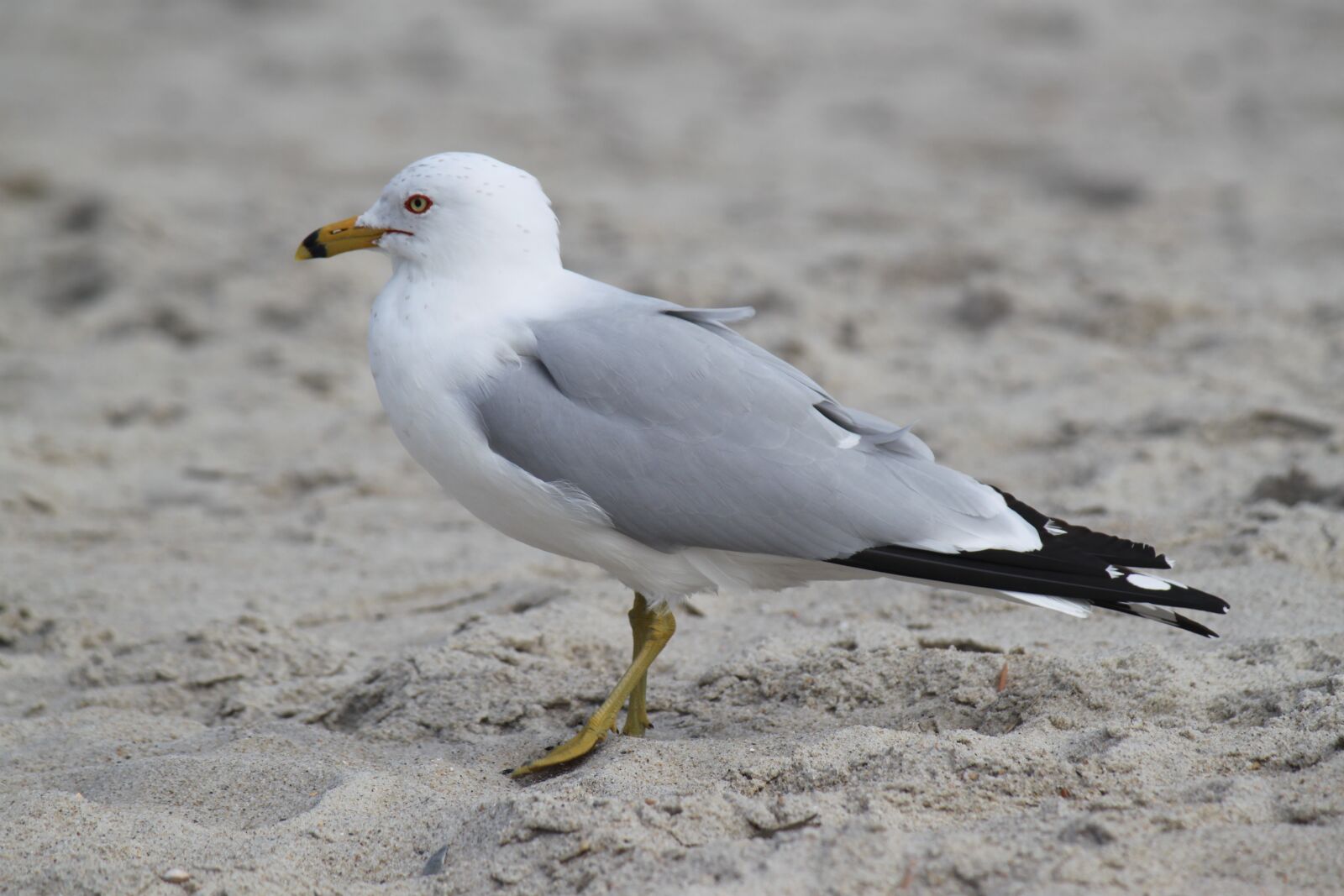 Canon EOS 500D (EOS Rebel T1i / EOS Kiss X3) sample photo. Gull, beach, bird photography