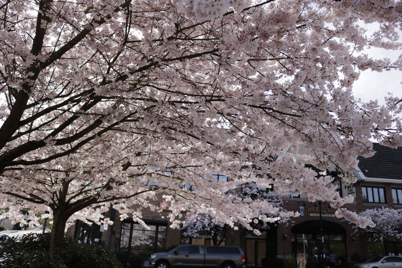 Canon EOS 750D (EOS Rebel T6i / EOS Kiss X8i) sample photo. Cherry blossom, spring, pink photography
