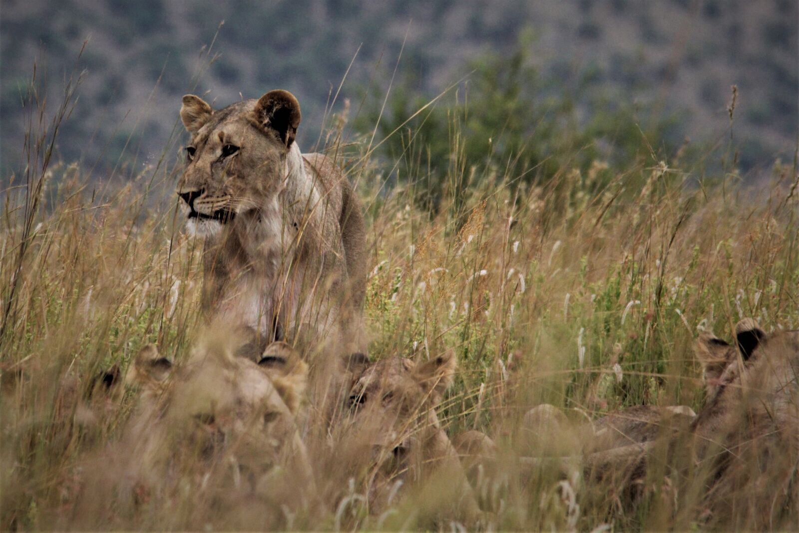 Canon EOS 60D sample photo. Pride, lion, king photography