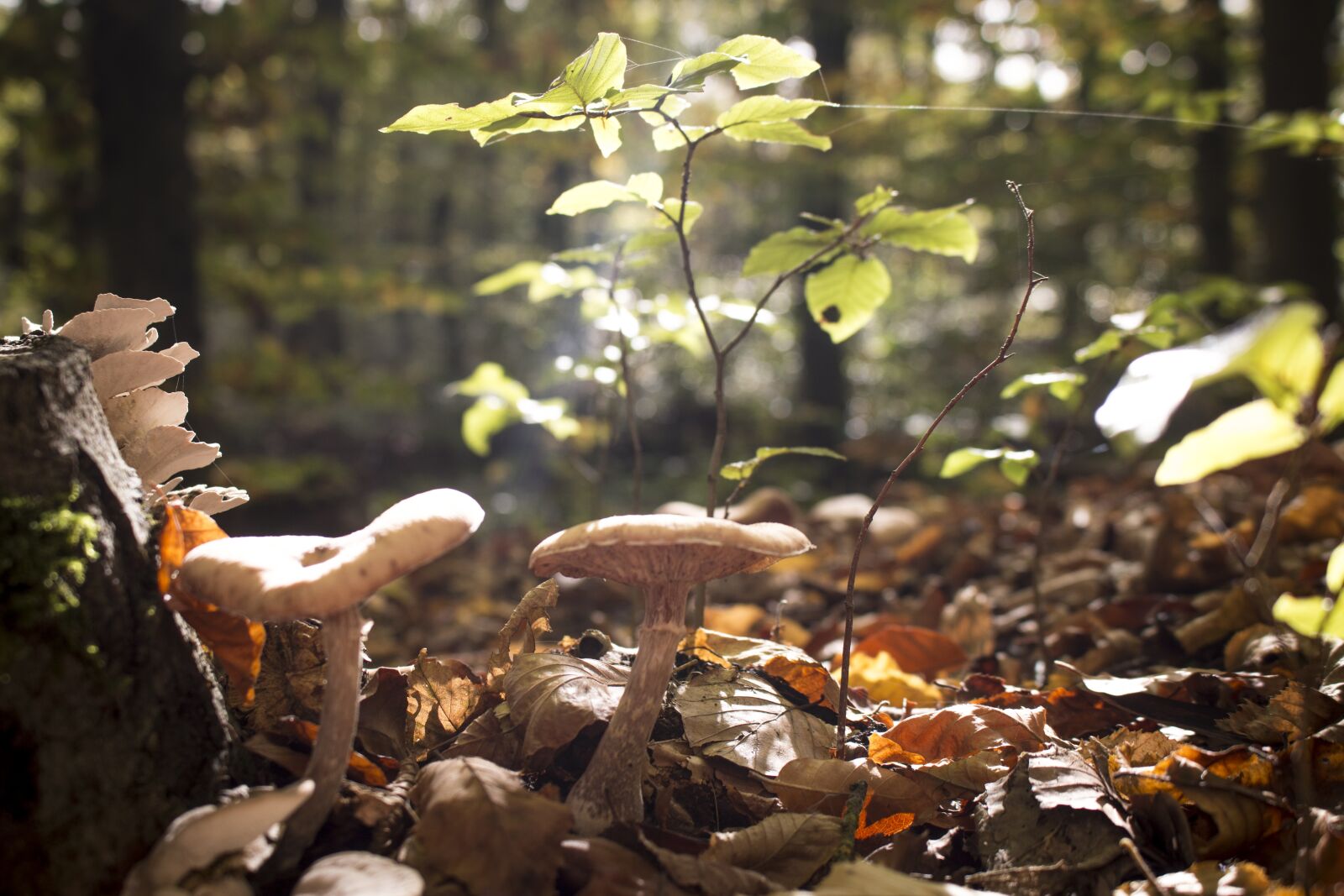 Canon EOS 70D + Canon EF-S 18-55mm F3.5-5.6 IS STM sample photo. Mushrooms, cobweb, forest photography