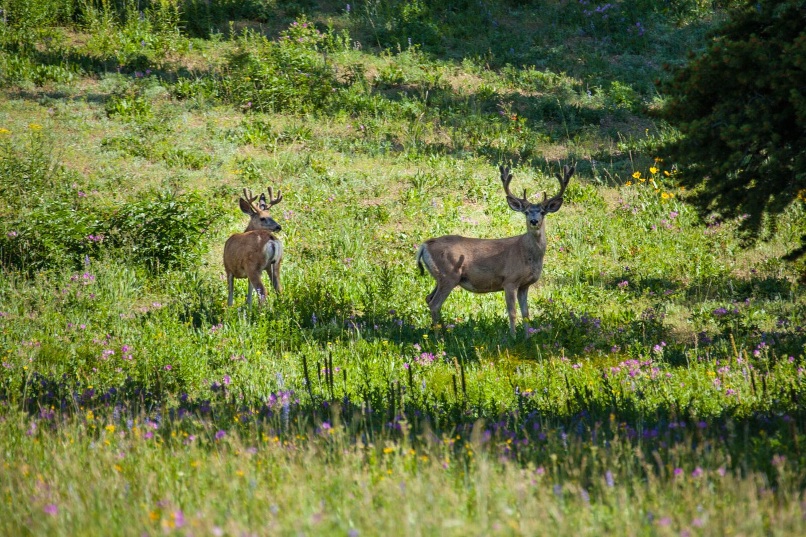 Canon EOS 5D Mark II + Canon EF 28-300mm F3.5-5.6L IS USM sample photo. Nature, deer, animal photography