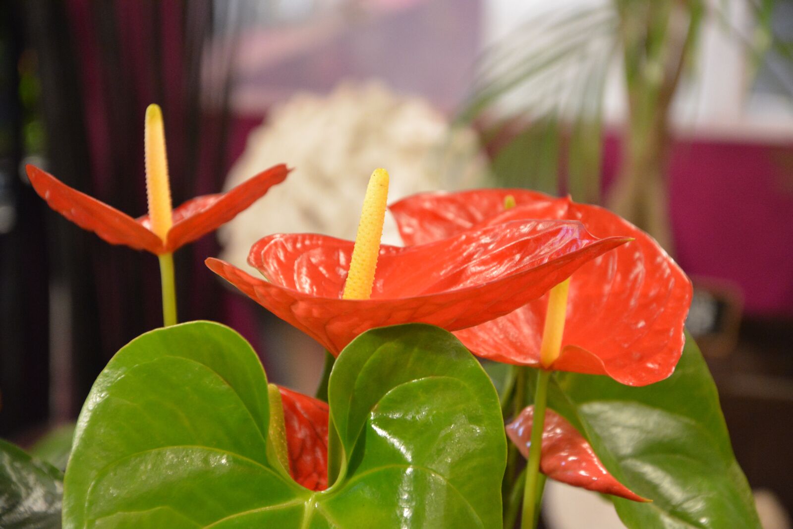 Nikon D5200 sample photo. Flower fat, gift, offer photography