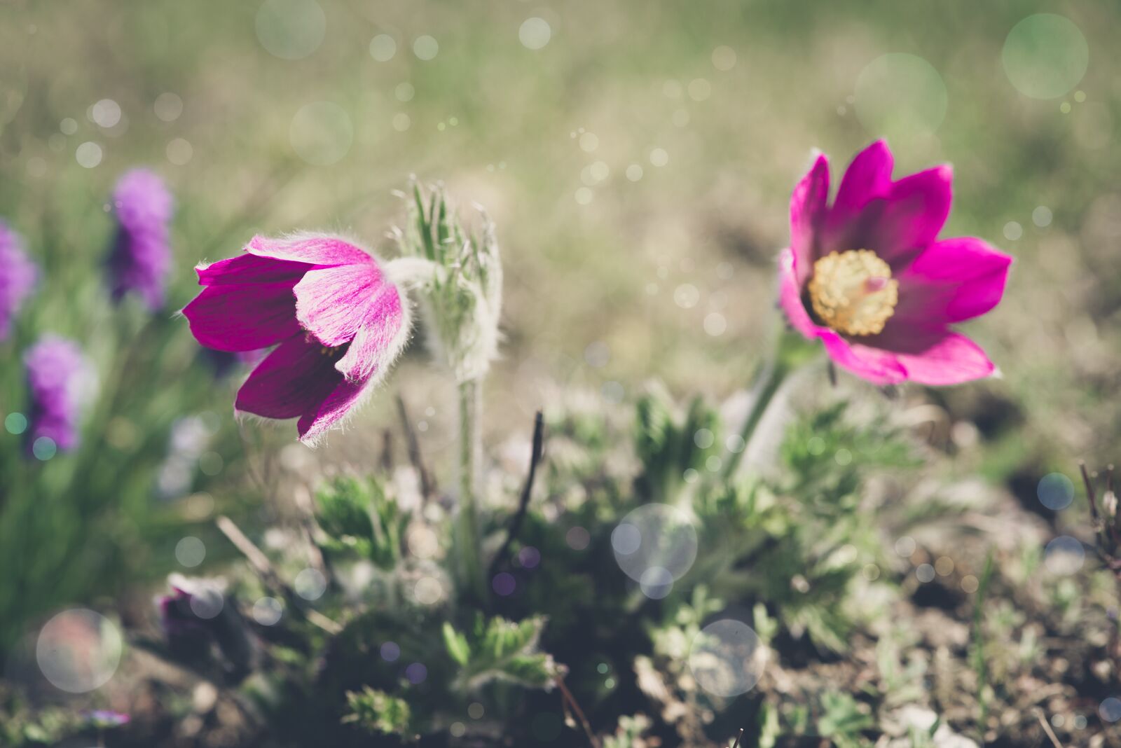 Nikon D750 sample photo. Anemones, flower, flowers photography