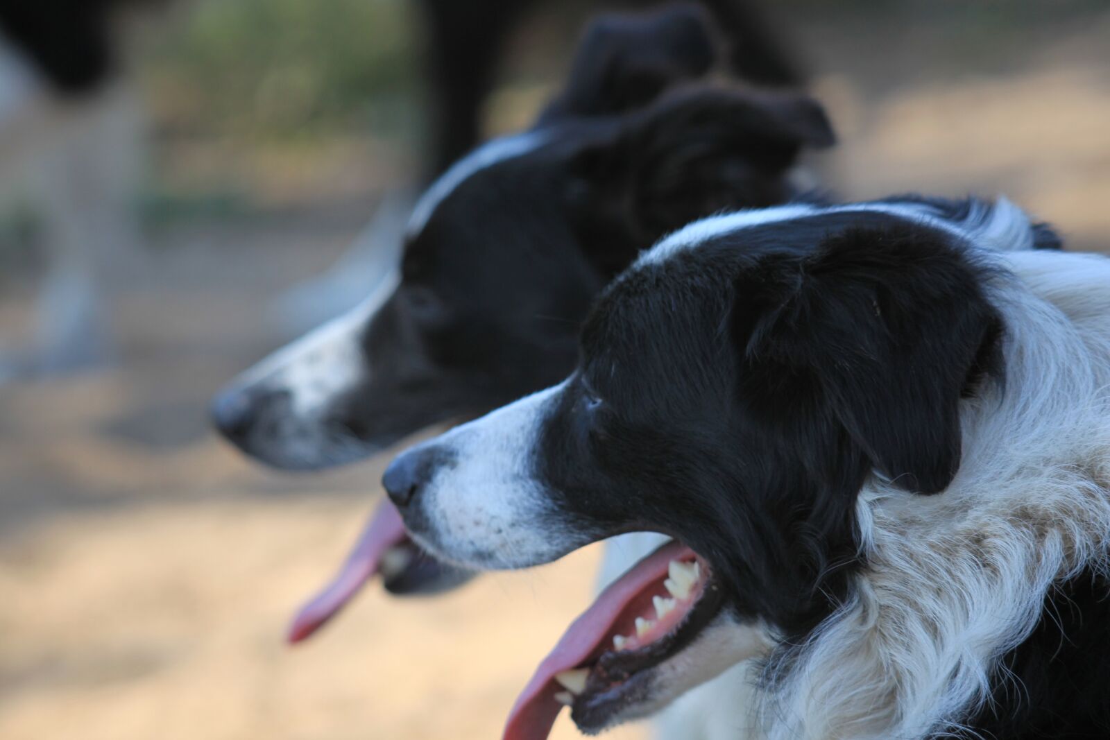 Canon EOS 5D Mark II sample photo. Dog, pet, outside photography