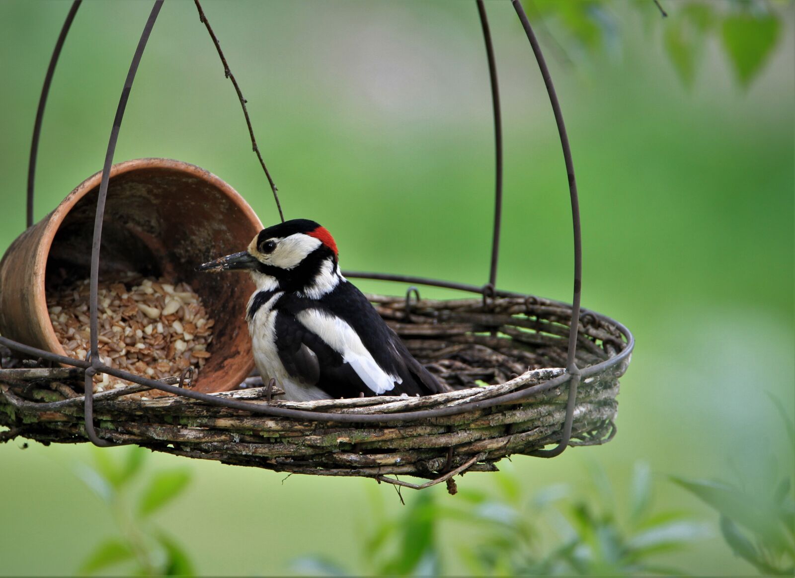 Tamron SP 150-600mm F5-6.3 Di VC USD sample photo. Great spotted woodpecker, feeding photography