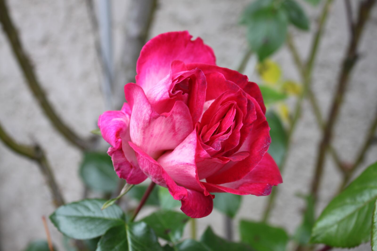 Canon EOS 500D (EOS Rebel T1i / EOS Kiss X3) sample photo. Flower, rosebush, pink photography