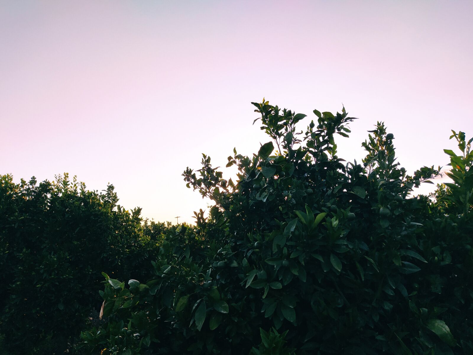 Xiaomi Redmi Note 8 sample photo. Orange, tree, greece photography
