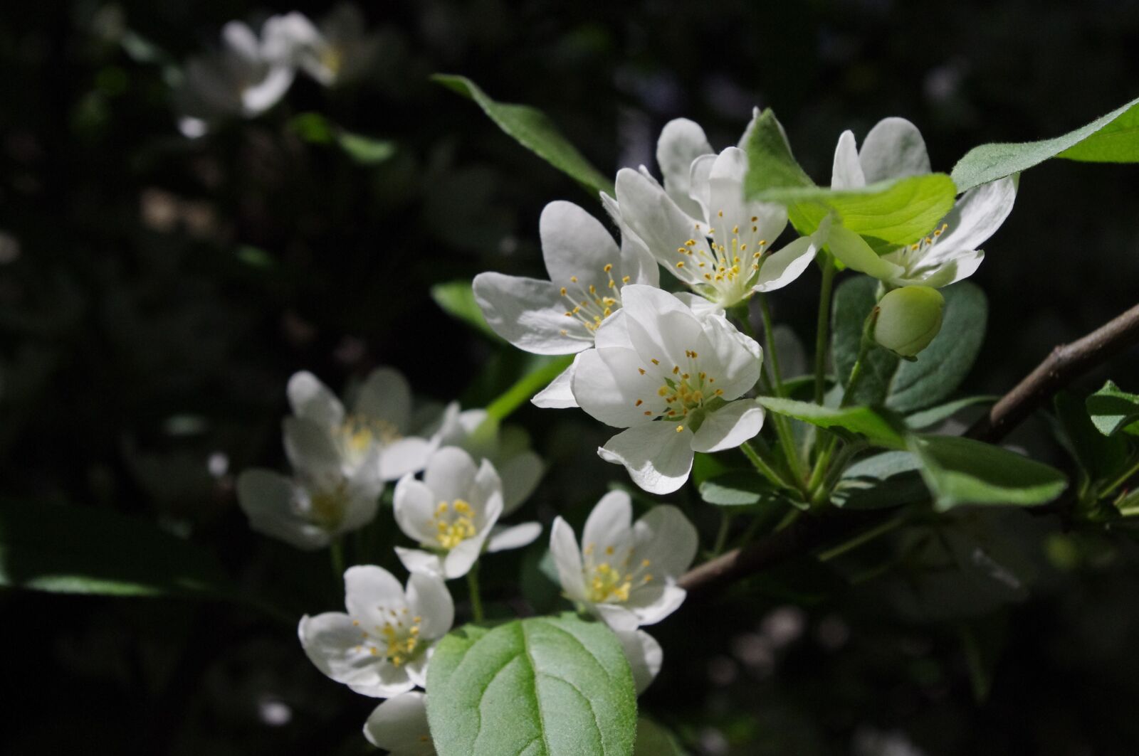 Pentax K-r sample photo. Flowers, white, tree photography