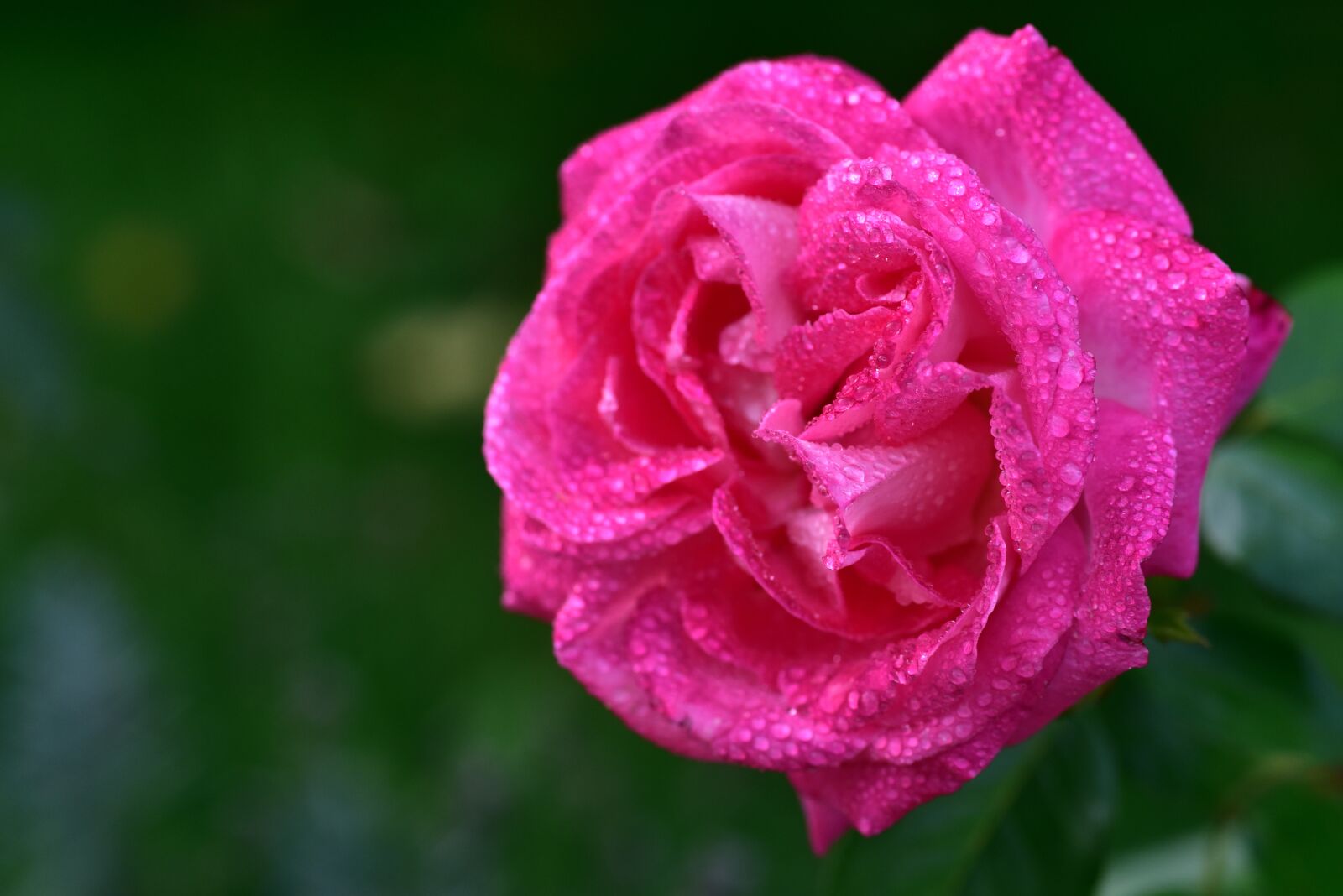 Nikon D750 sample photo. Rose, rose bloom, pink photography