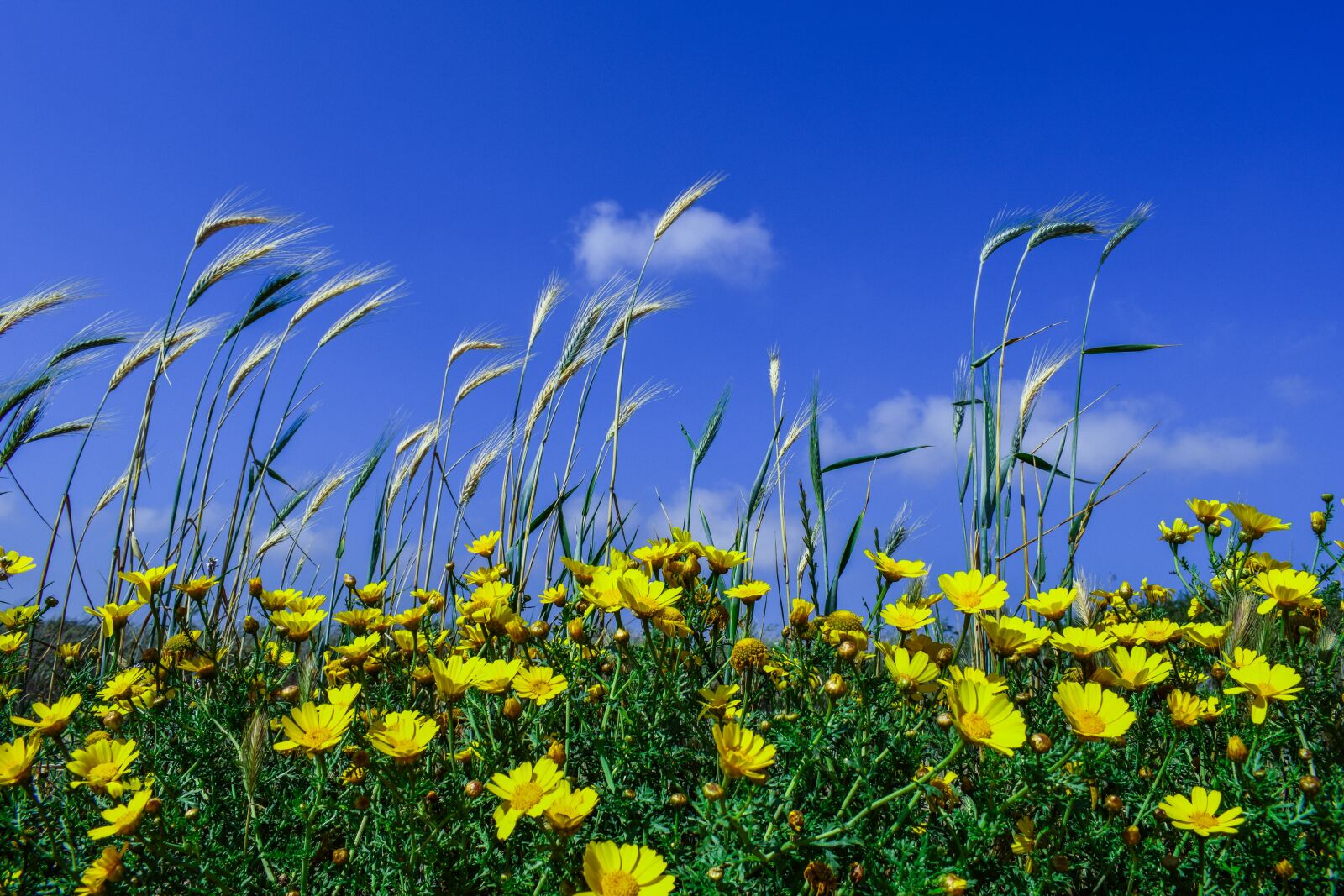 Nikon D3300 sample photo. Cereal, barley, flowers photography
