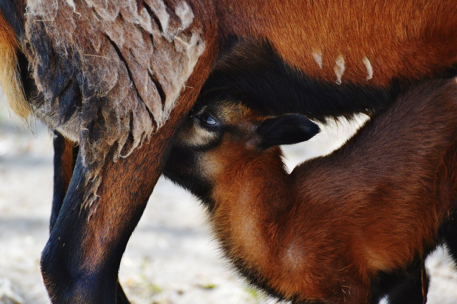 Nikon D3200 sample photo. Sheep, wildpark poing, mama photography