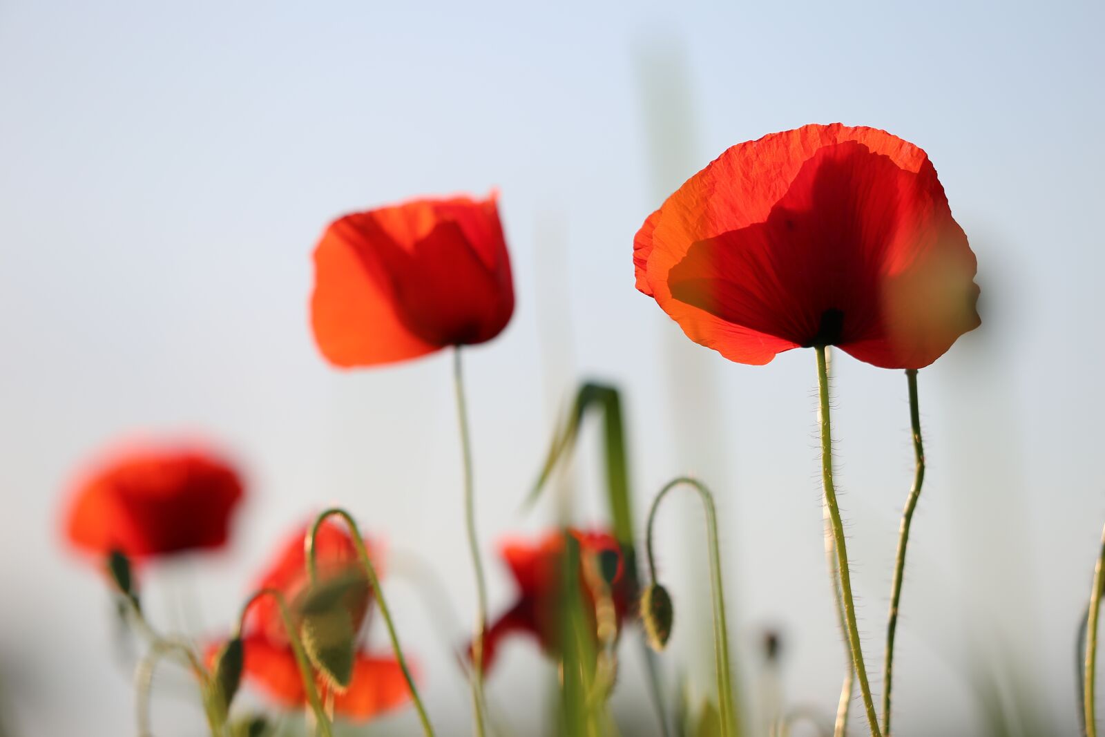 Canon EF 70-300 F4-5.6 IS II USM sample photo. Red poppy, evening, bloom photography