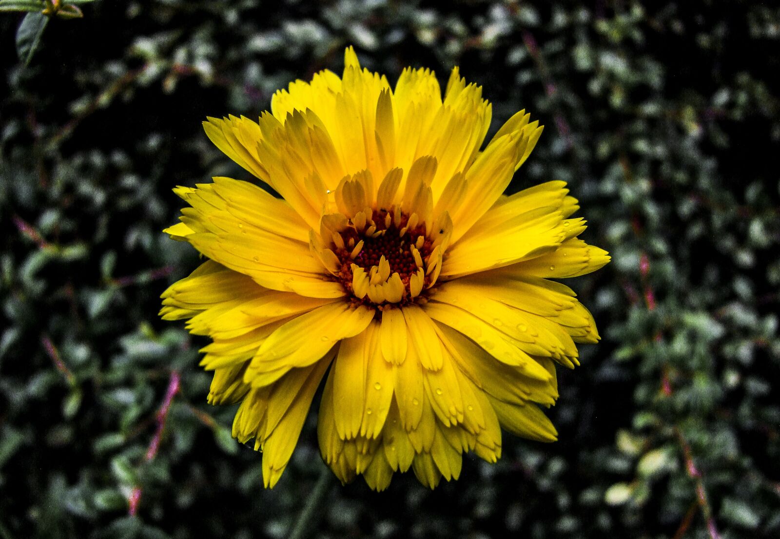 Fujifilm FinePix S100fs sample photo. Flower, yellow, yellow flower photography