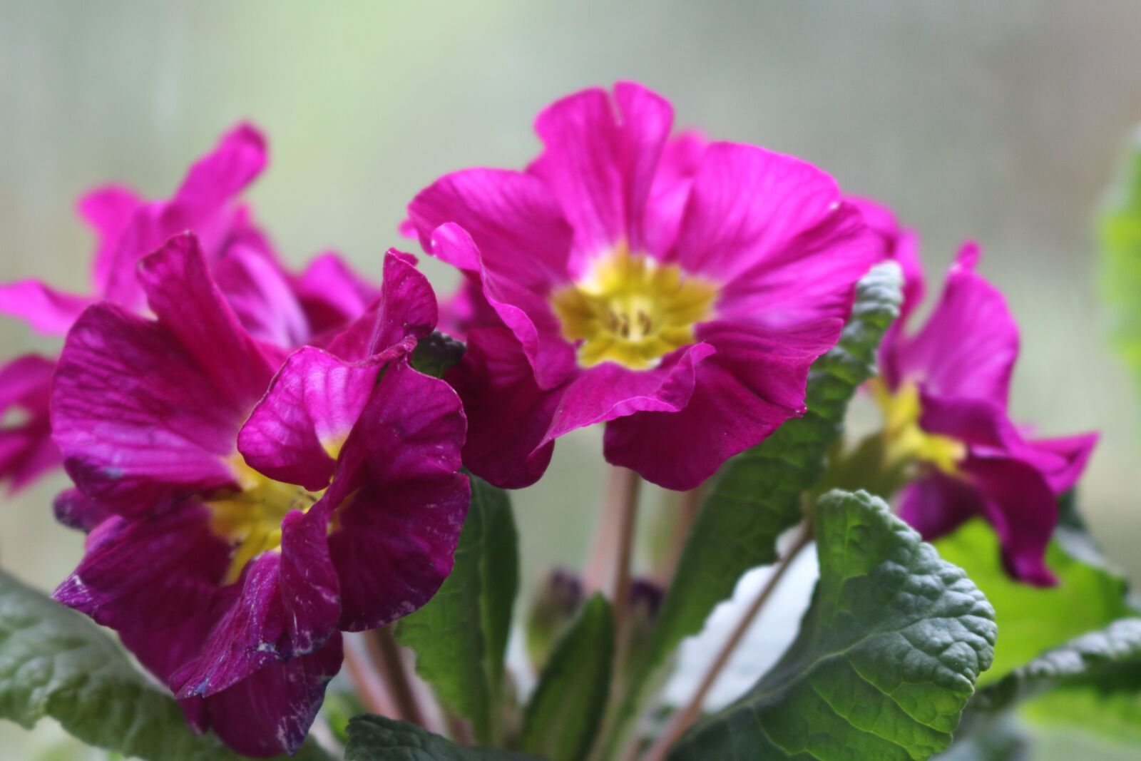 Canon EOS 750D (EOS Rebel T6i / EOS Kiss X8i) sample photo. Flower, pansy, pink photography