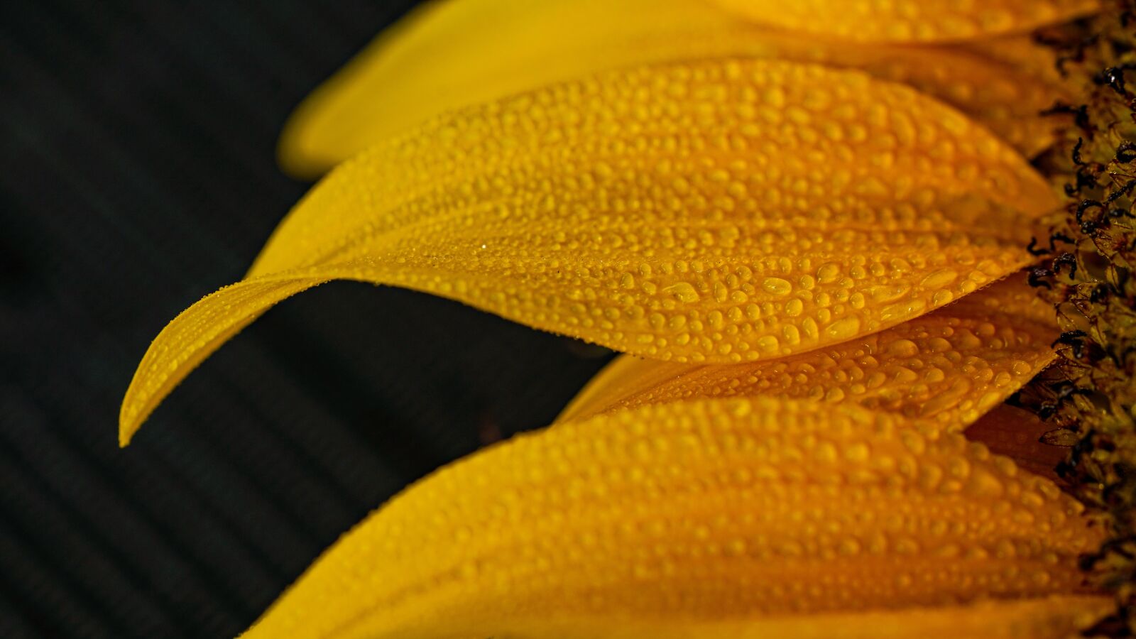 Sony a7 II + Sony FE 90mm F2.8 Macro G OSS sample photo. Flower, sunflower, yellow photography