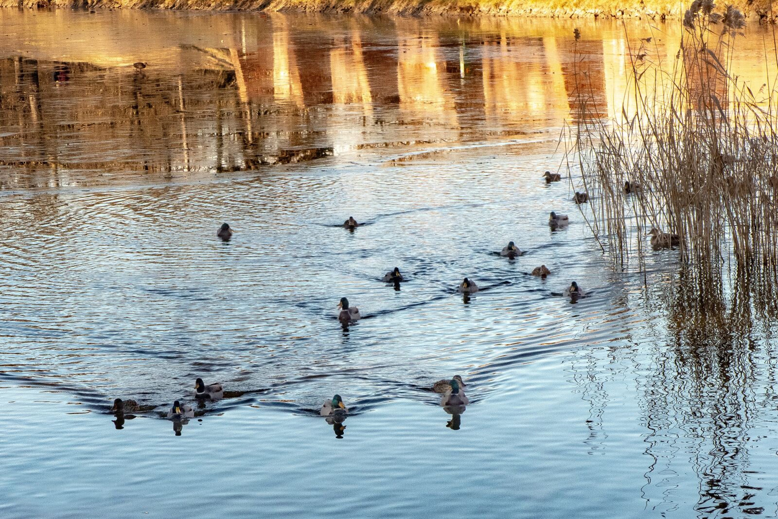 Panasonic Lumix DMC-FZ200 sample photo. Lake, water, nature photography