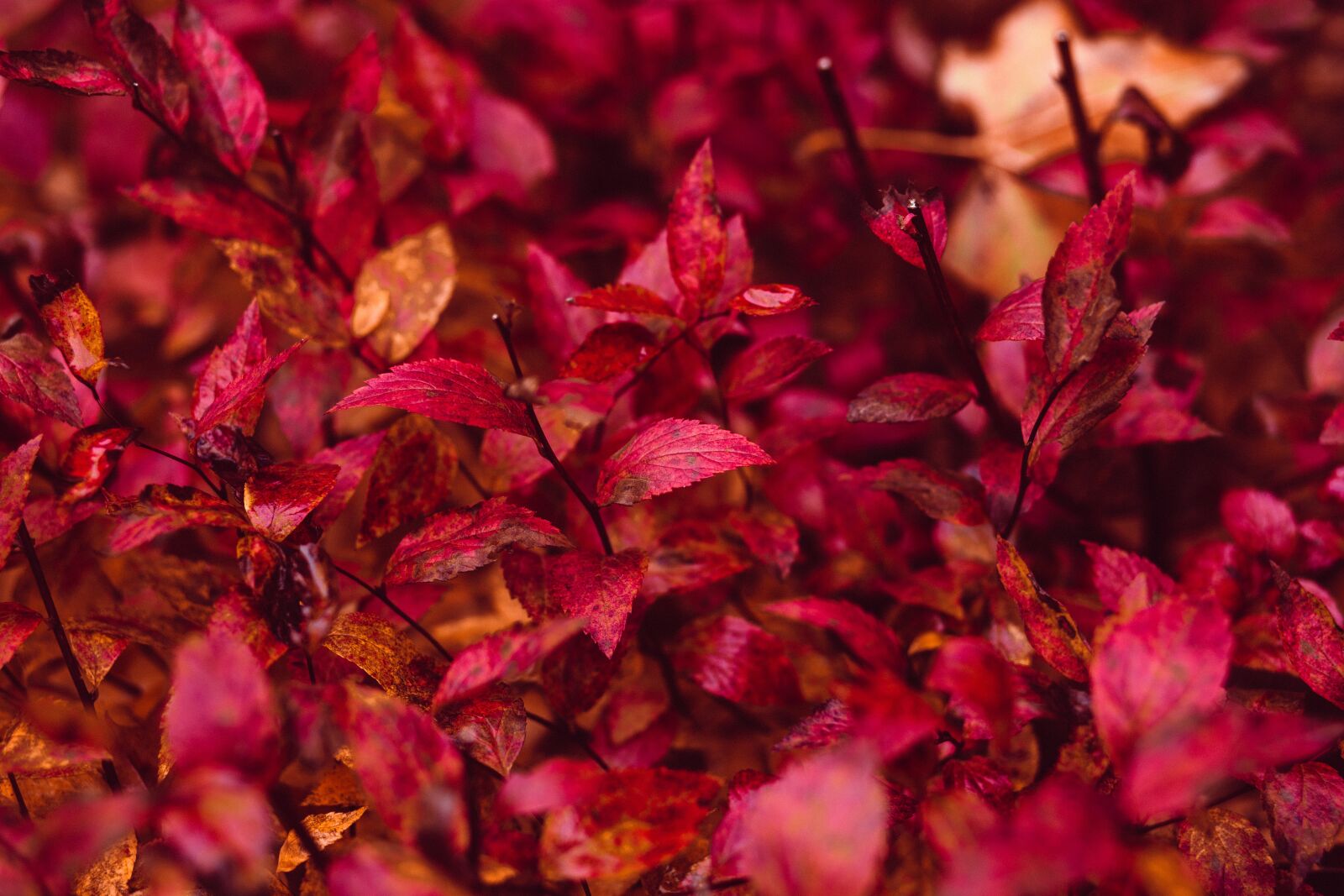 Canon EF 85mm F1.8 USM sample photo. Nature, abstract, autumn photography