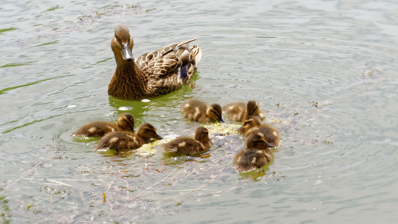Nikon D5100 sample photo. Birds, ducks, chicken photography