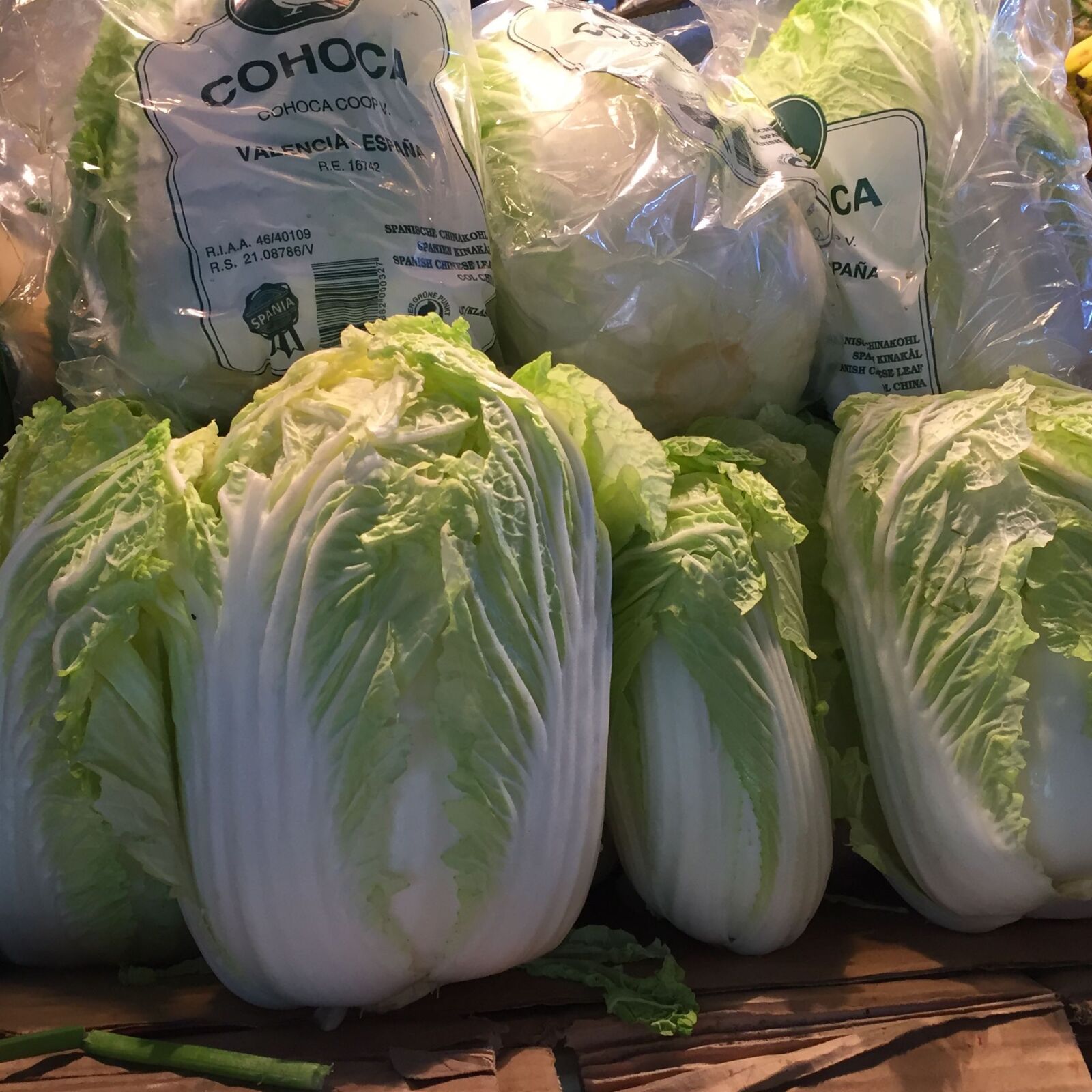 iPhone 6 back camera 4.15mm f/2.2 sample photo. Cabbage, lettuce photography