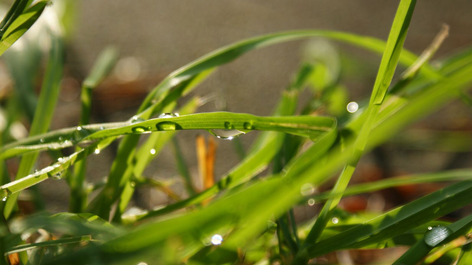 Sony Alpha DSLR-A350 sample photo. Rain, drop, grass photography