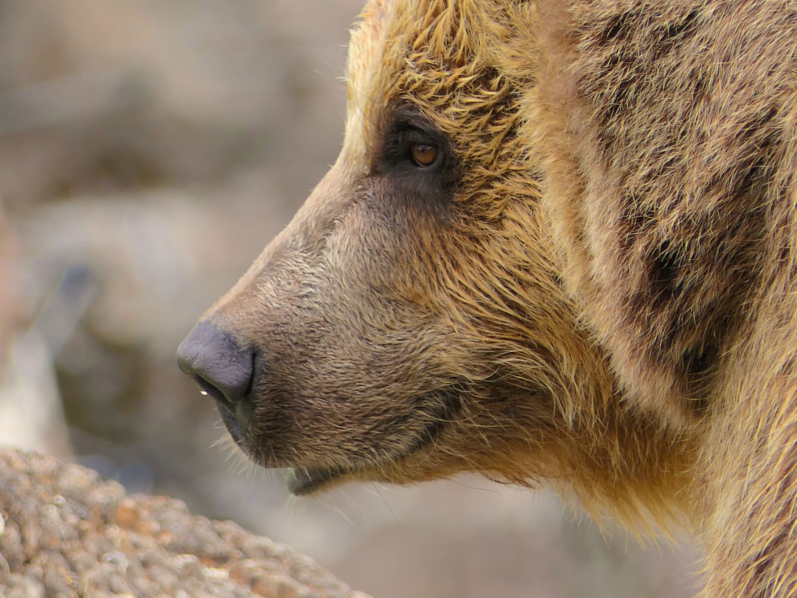 Panasonic Lumix DMC-FZ2500 (Lumix DMC-FZ2000) sample photo. Bear, portrait, close up photography