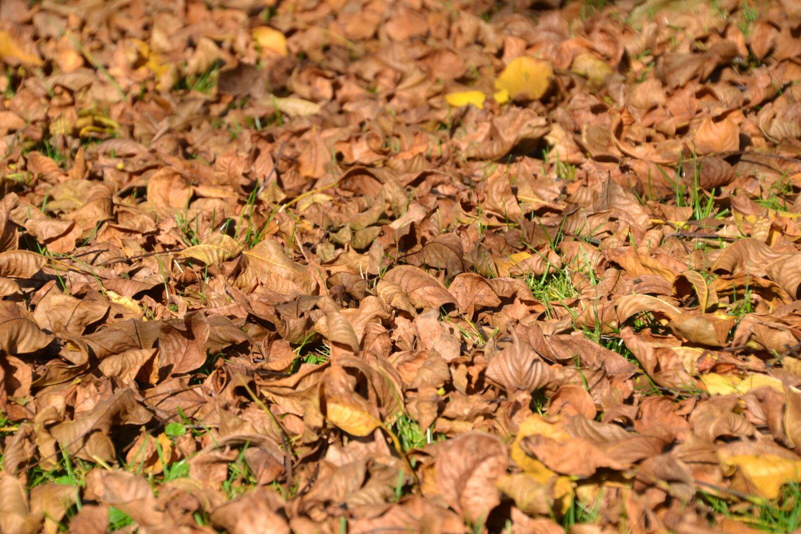 Nikon D3100 sample photo. Leaves, autumn, fall foliage photography