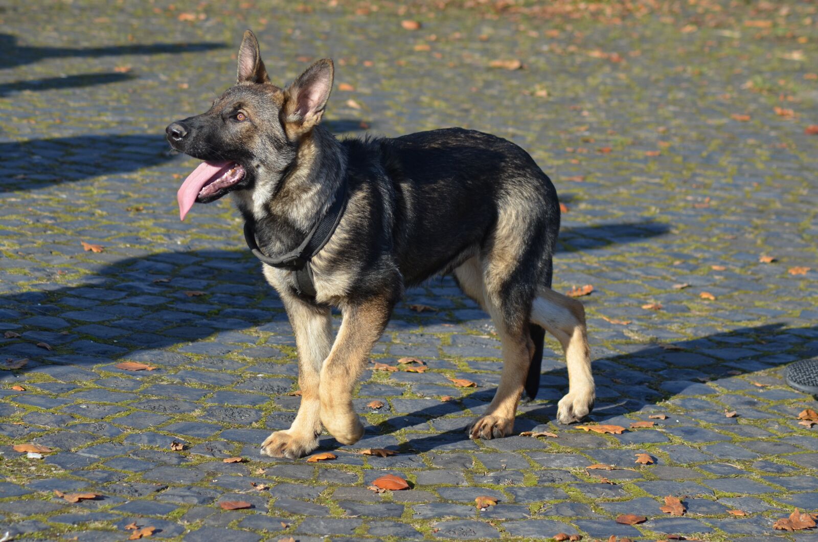 Nikon D5100 sample photo. Sch fer dog, puppy photography