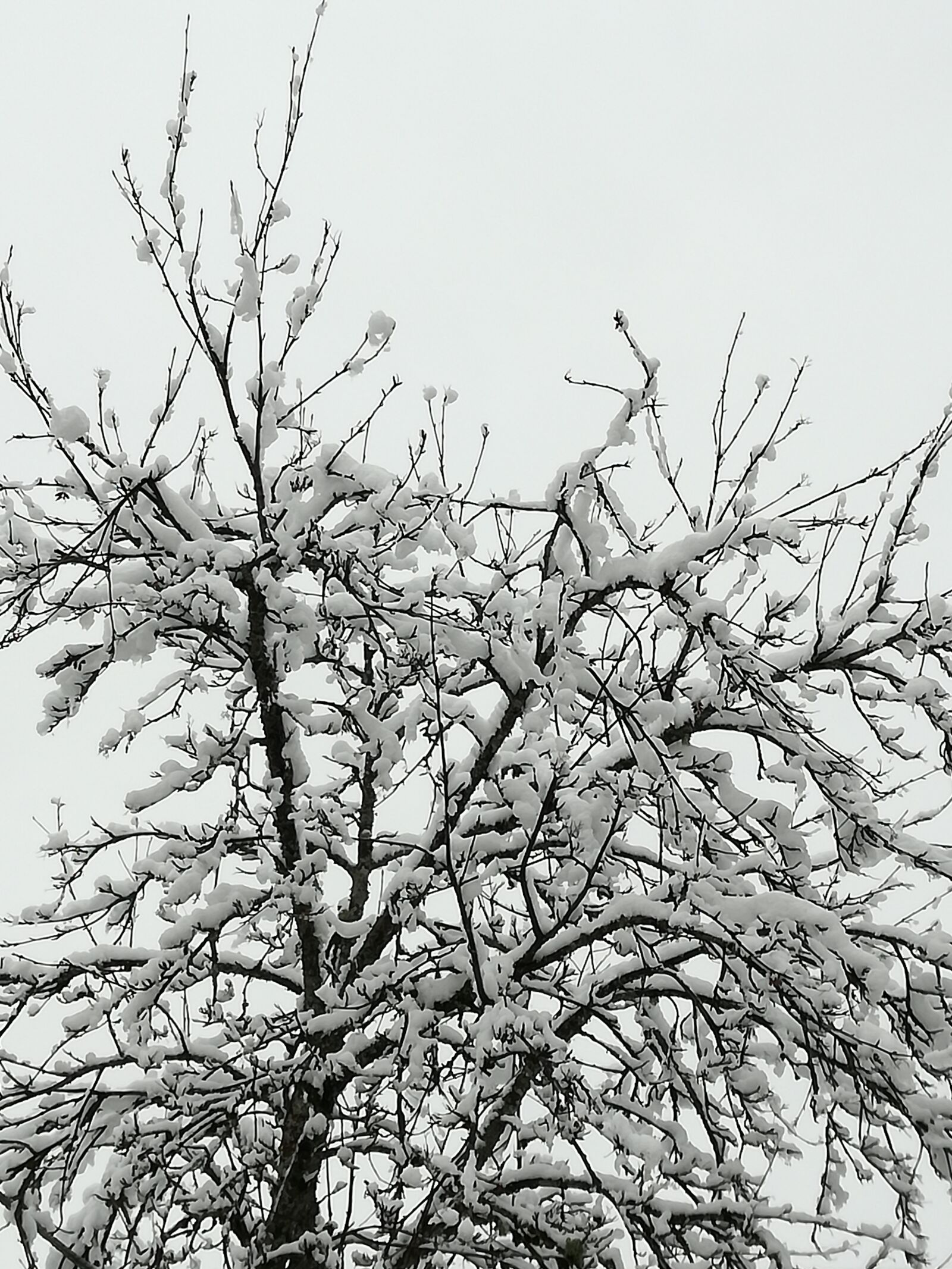 HUAWEI P9 LITE sample photo. Trees, nature, tree photography
