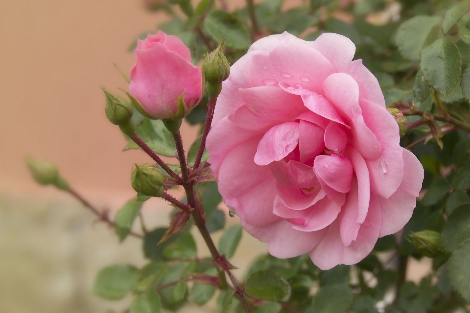 Canon EOS 650D (EOS Rebel T4i / EOS Kiss X6i) sample photo. Rose, pink, flower photography
