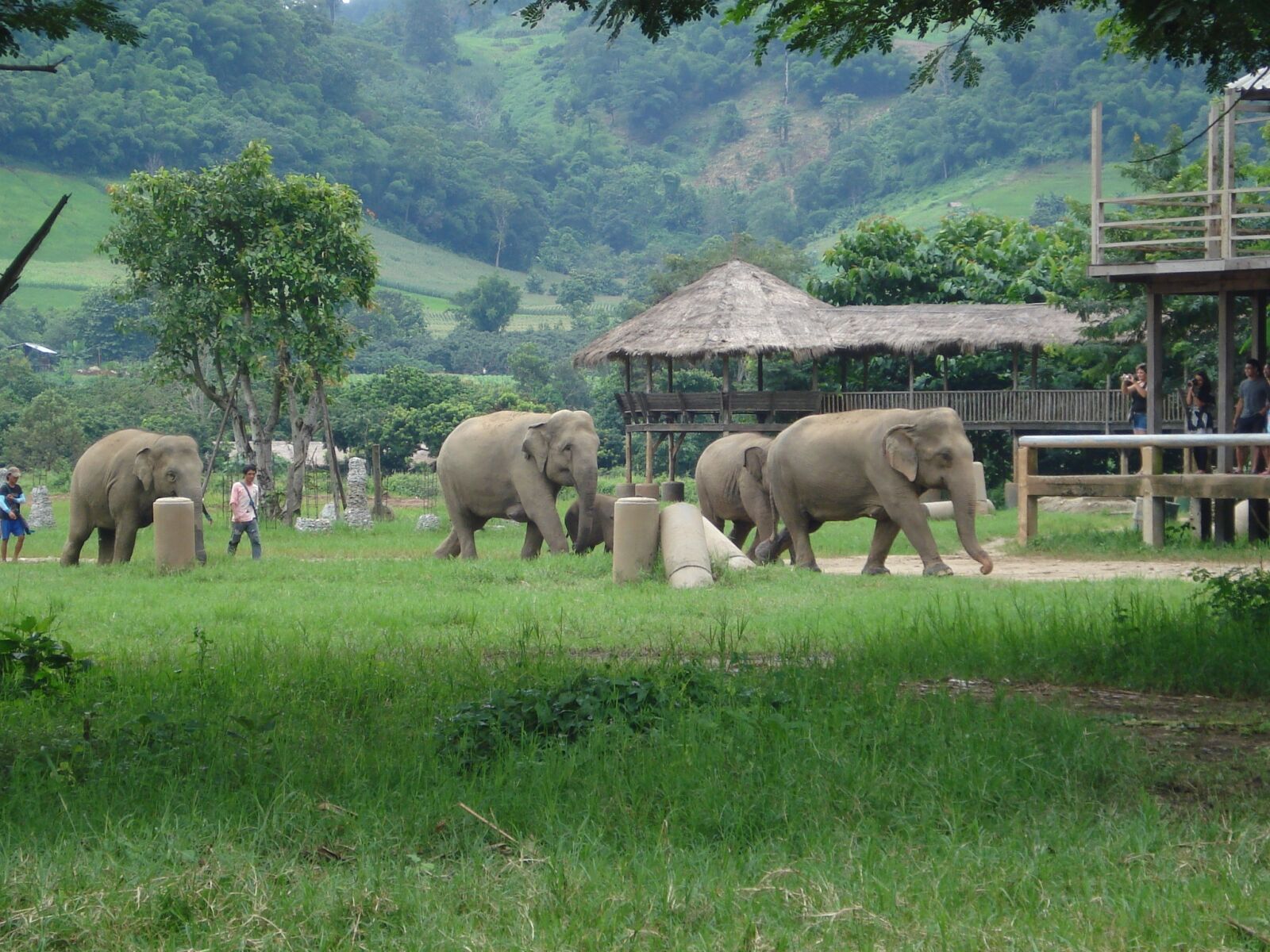 Sony DSC-W55 sample photo. Elephants, thailand, elephant nature photography