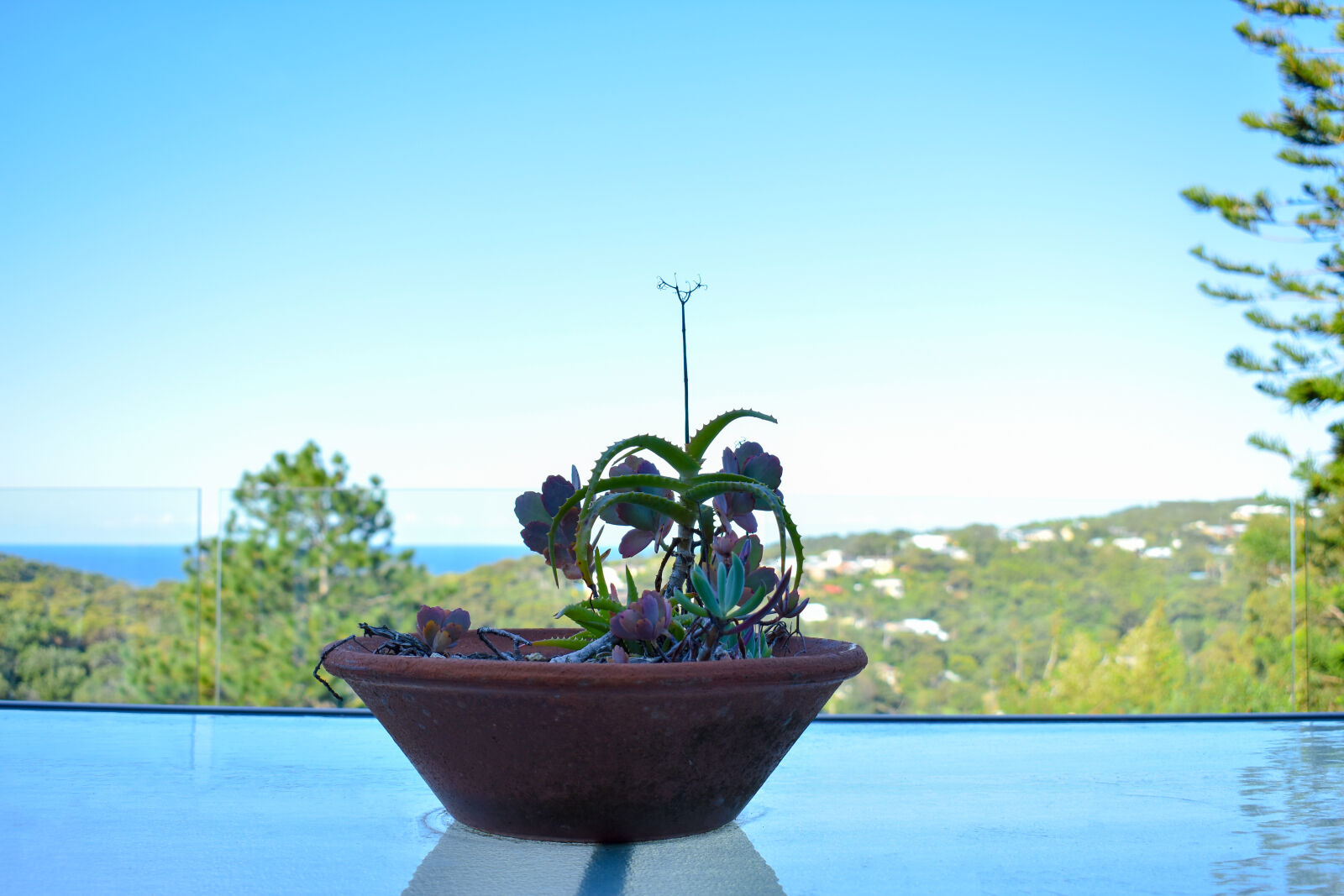 Nikon D3400 sample photo. Flower, pot, flower, pots photography