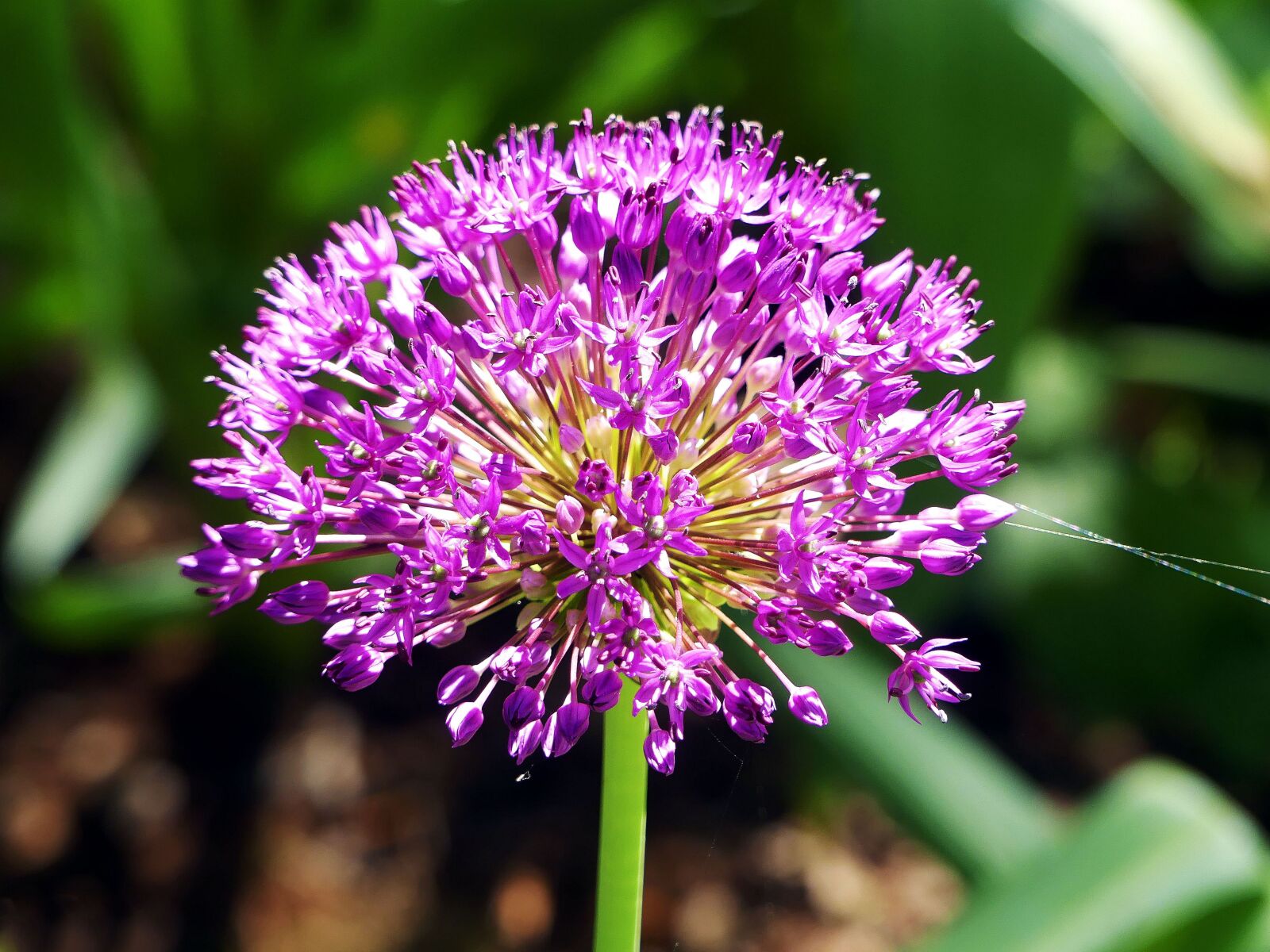 Panasonic Lumix DMC-FZ300 sample photo. Spring flower, purple, violet photography
