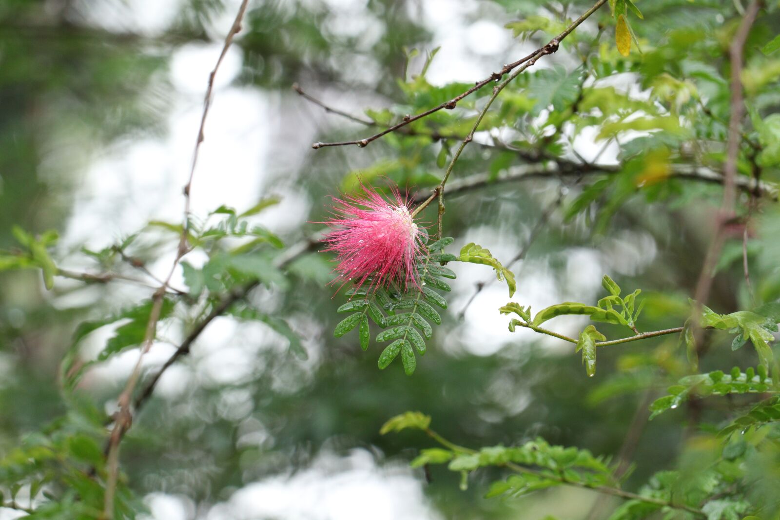 Canon EOS 250D (EOS Rebel SL3 / EOS Kiss X10 / EOS 200D II) sample photo. Rain, brush flower, flower photography