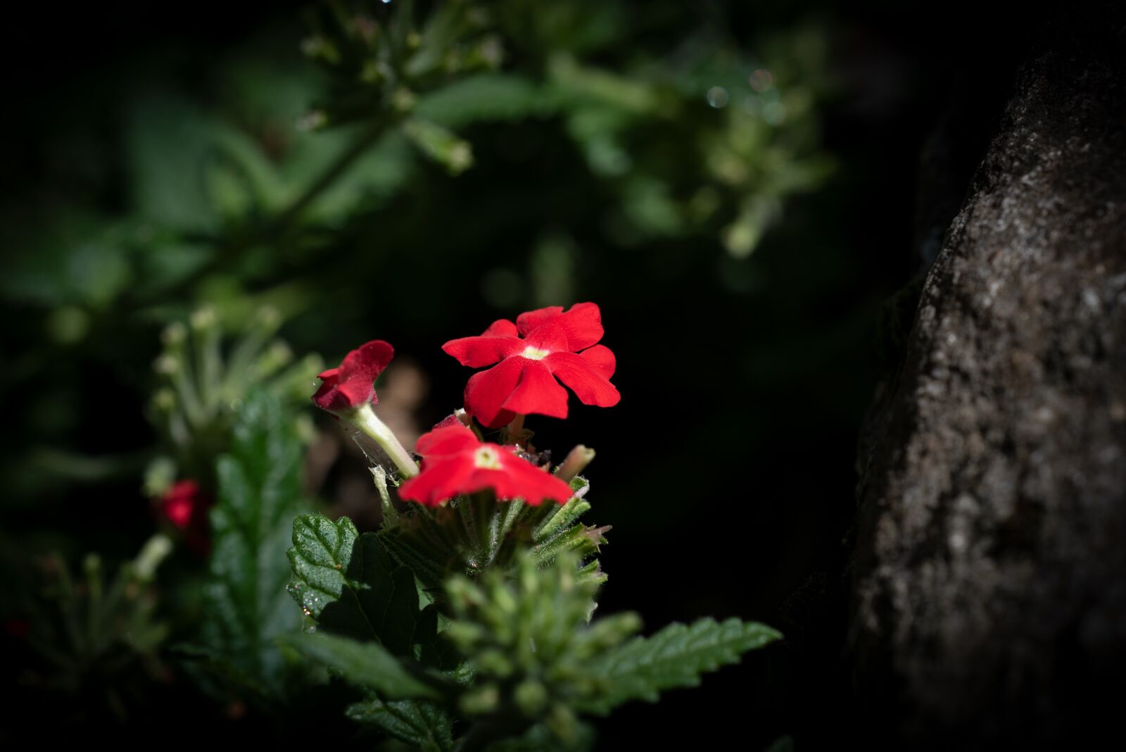 Nikon D750 sample photo. Flowers, red, summer photography