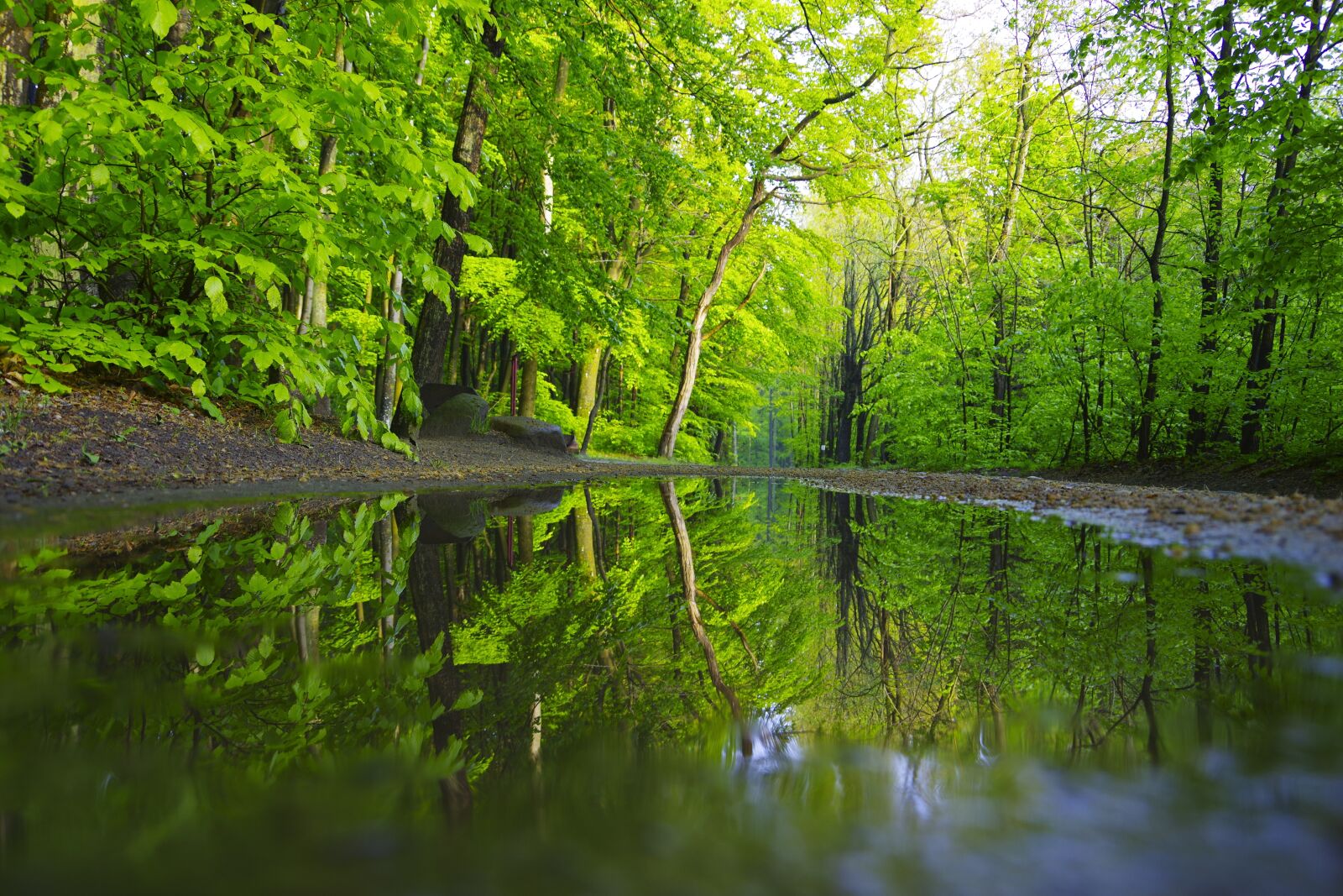 Pentax K-70 sample photo. Forest, landscape, nature photography