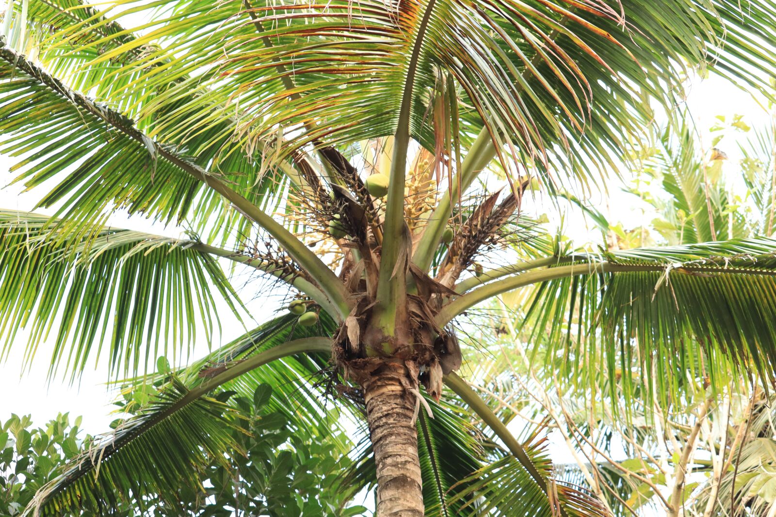 Canon EOS 250D (EOS Rebel SL3 / EOS Kiss X10 / EOS 200D II) sample photo. Kerala, palm tree, coconut photography