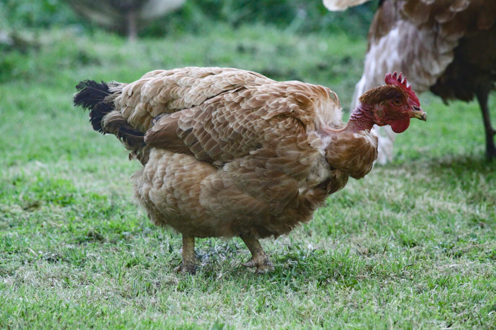 Canon EOS 50D sample photo. Hen, bird, pen photography