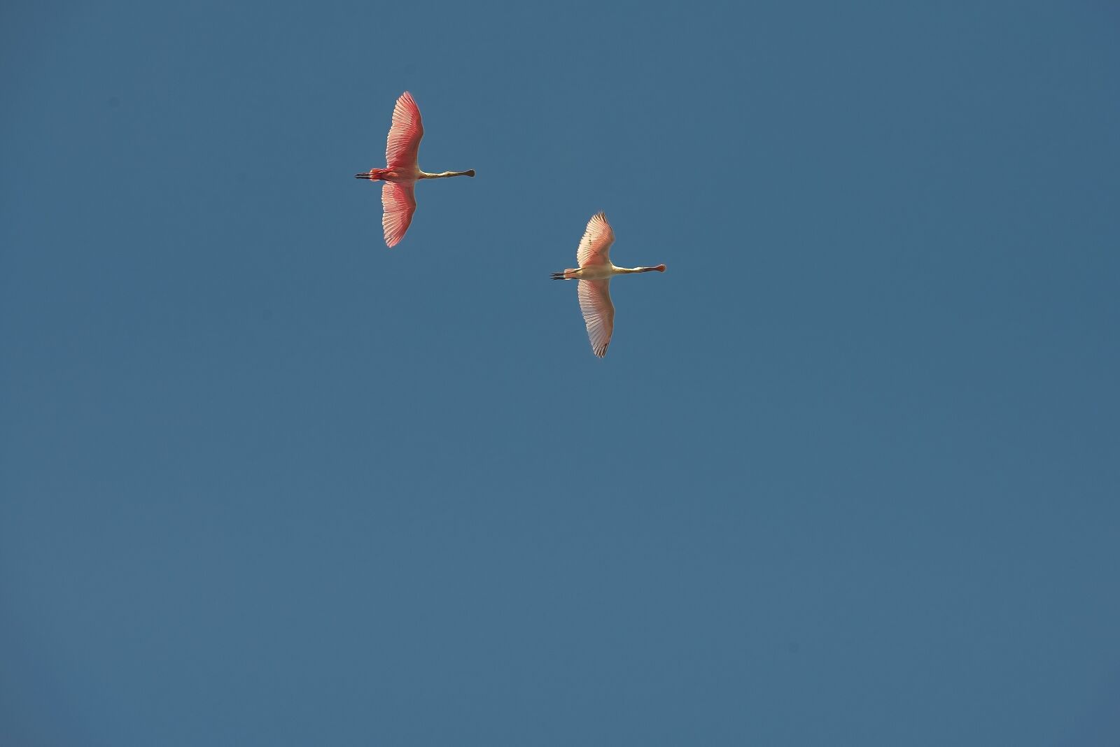 Nikon D800 sample photo. Birds, flight, flying bird photography