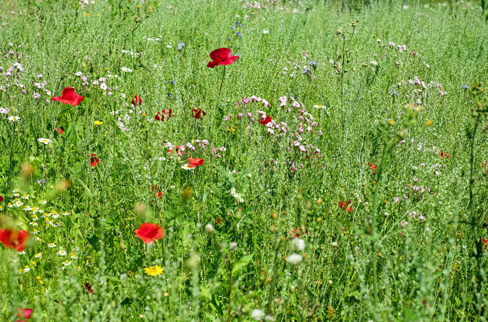 Fujifilm X-T10 + Fujifilm XF 35mm F1.4 R sample photo. Flowers, meadow, flower meadow photography