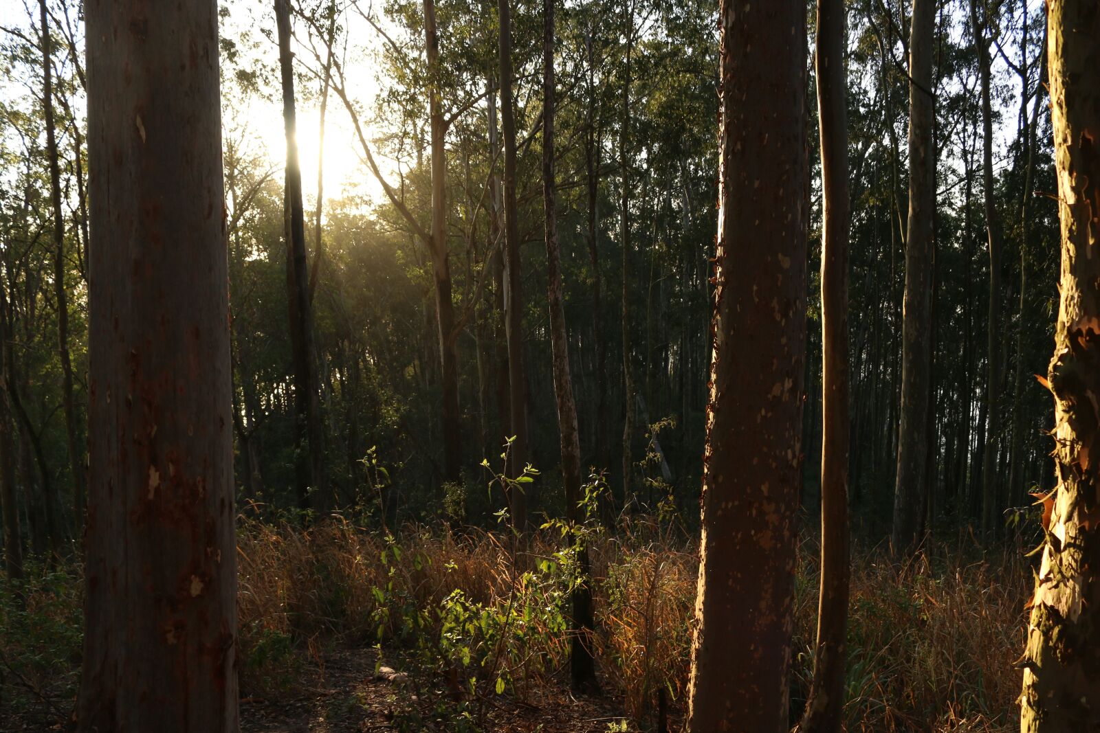 Canon EOS 70D sample photo. Forest, tree, sky photography