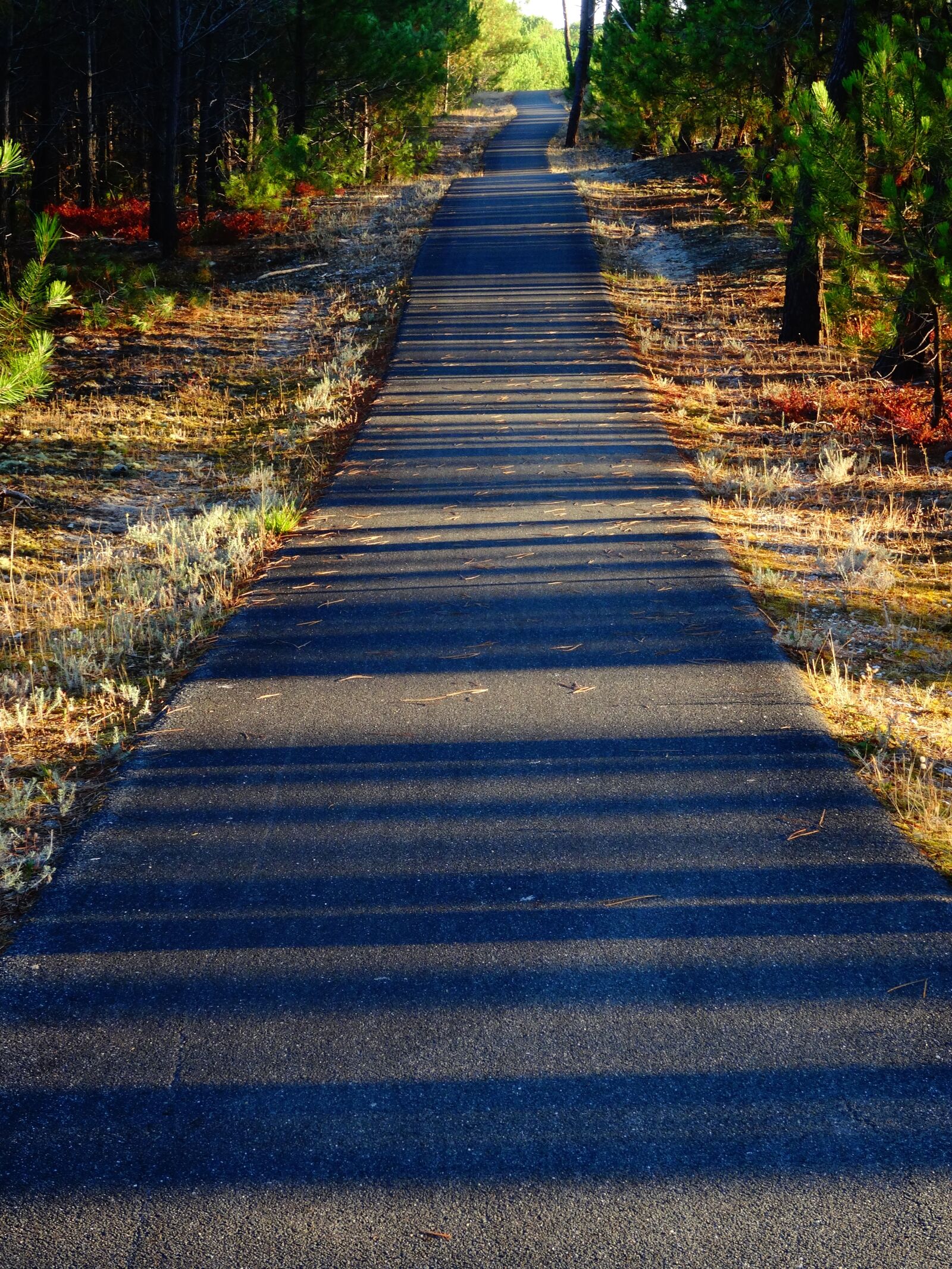 Sony Cyber-shot DSC-HX50V sample photo. Bicycle path, shadow, forest photography