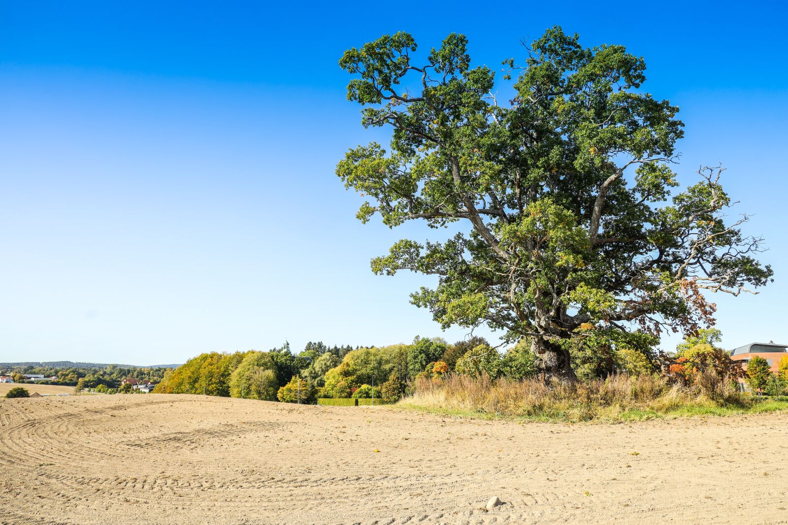 Canon EOS R sample photo. Oak, tree, landscape photography