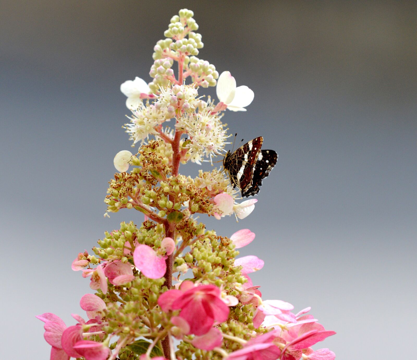Nikon D600 sample photo. Butterfly, bug, animal photography