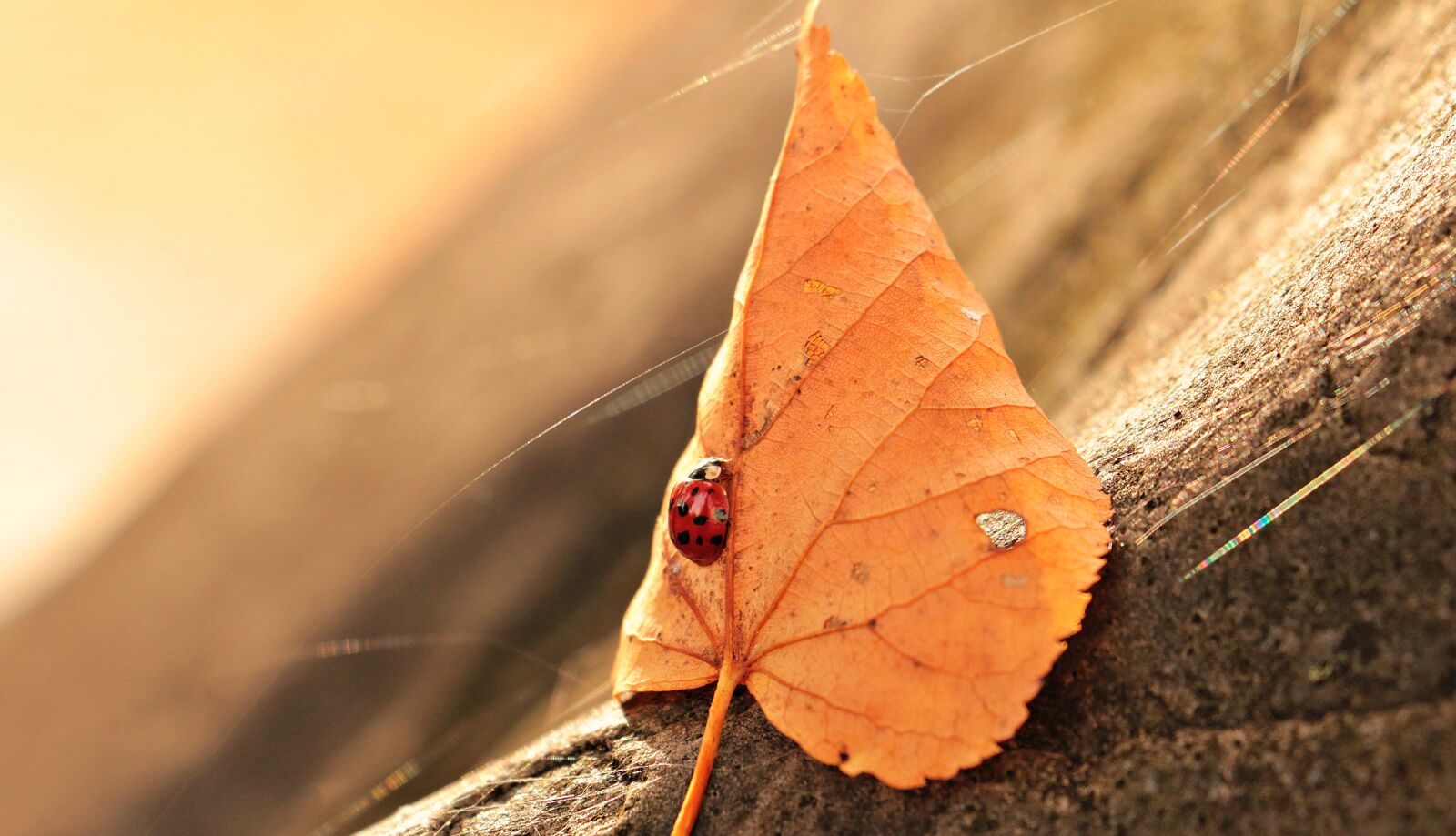 Canon EOS 550D (EOS Rebel T2i / EOS Kiss X4) sample photo. Ladybug, leaves, foliage leaf photography