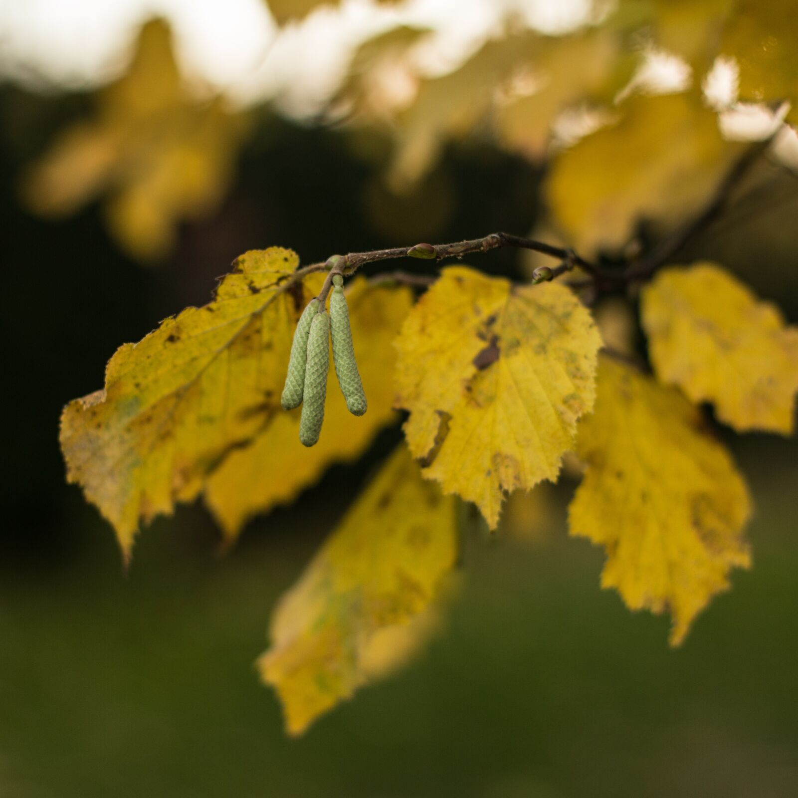 Canon EOS 6D + Canon EF 50mm F1.4 USM sample photo. Autumn, yellow, colorful photography